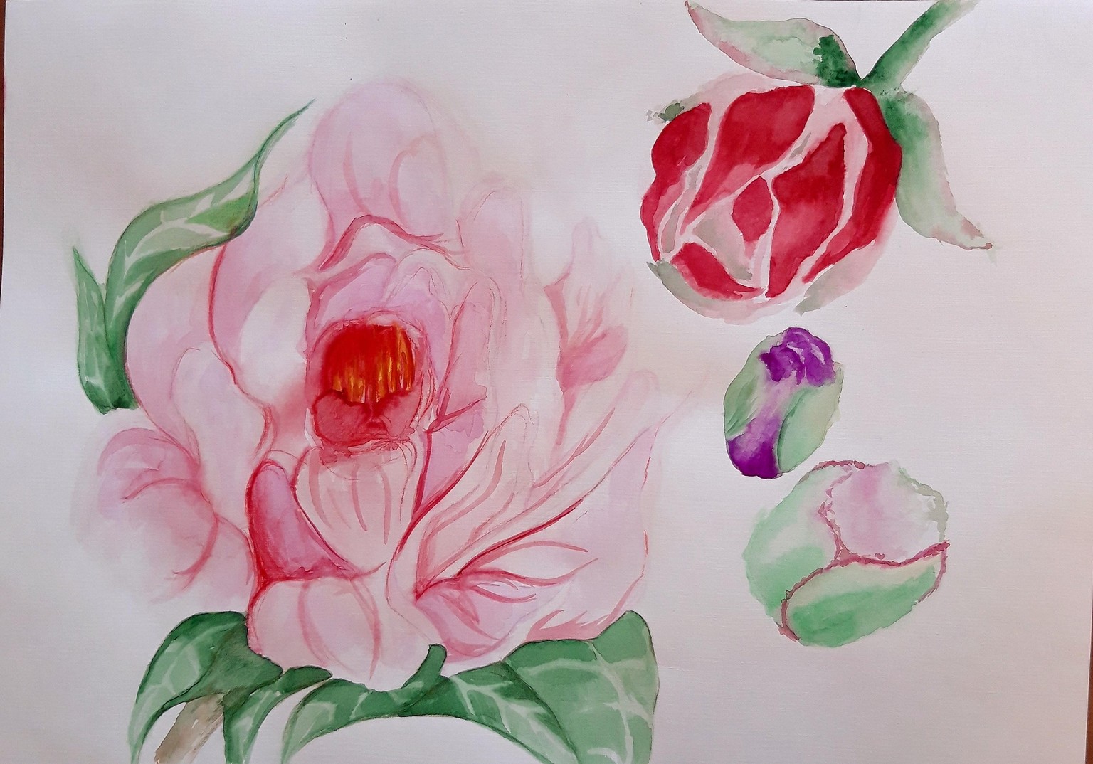 Peonies in full blossom - image 1 - student project