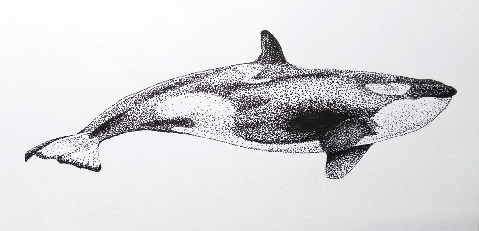 Jelly Fish & Orca Whale - image 3 - student project