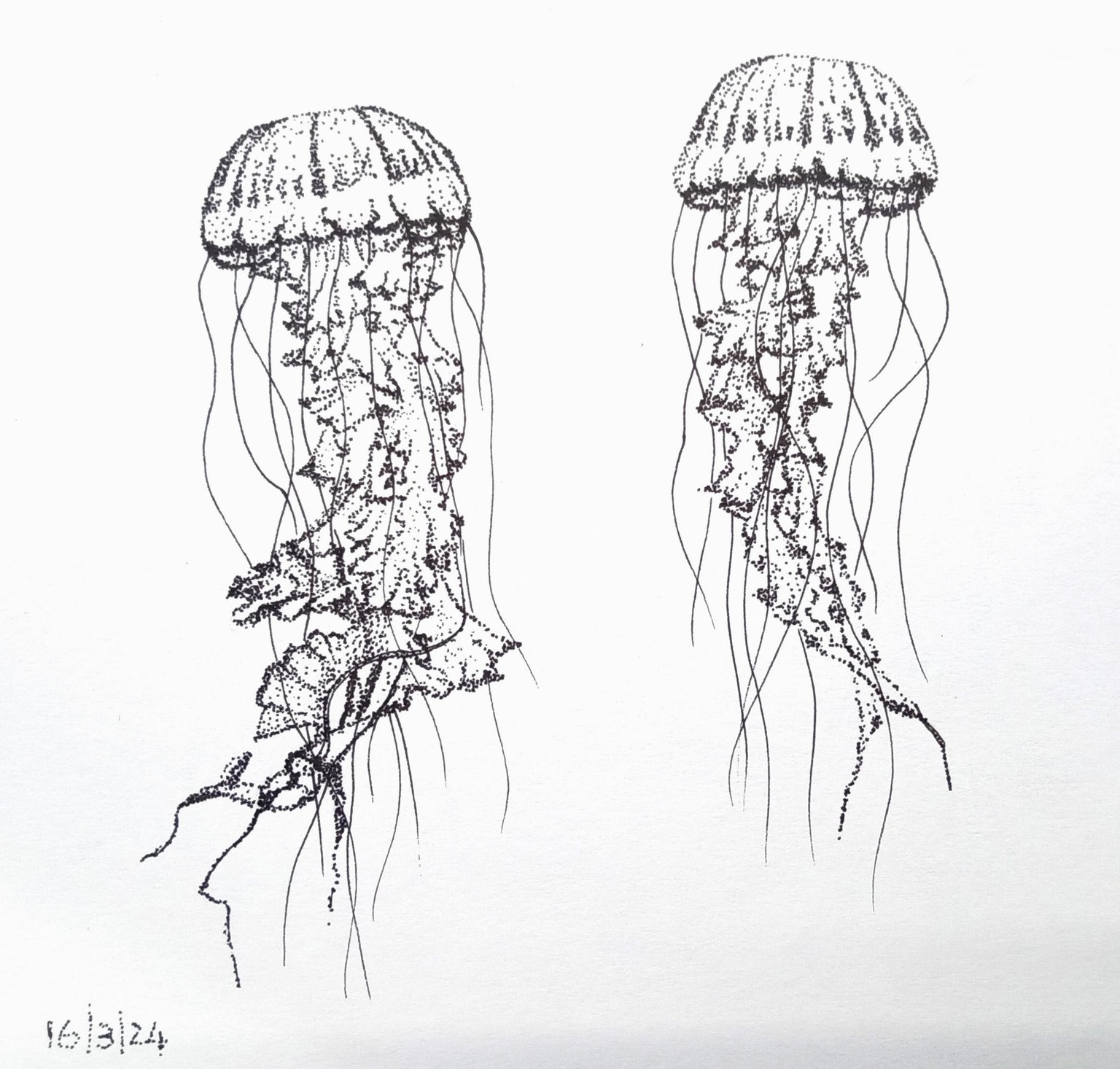 Jelly Fish & Orca Whale - image 4 - student project