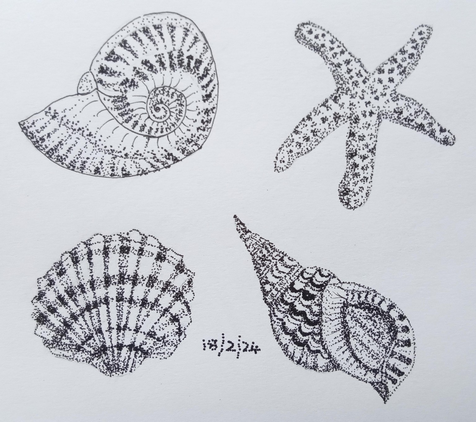 Seashells and Starfish - image 1 - student project