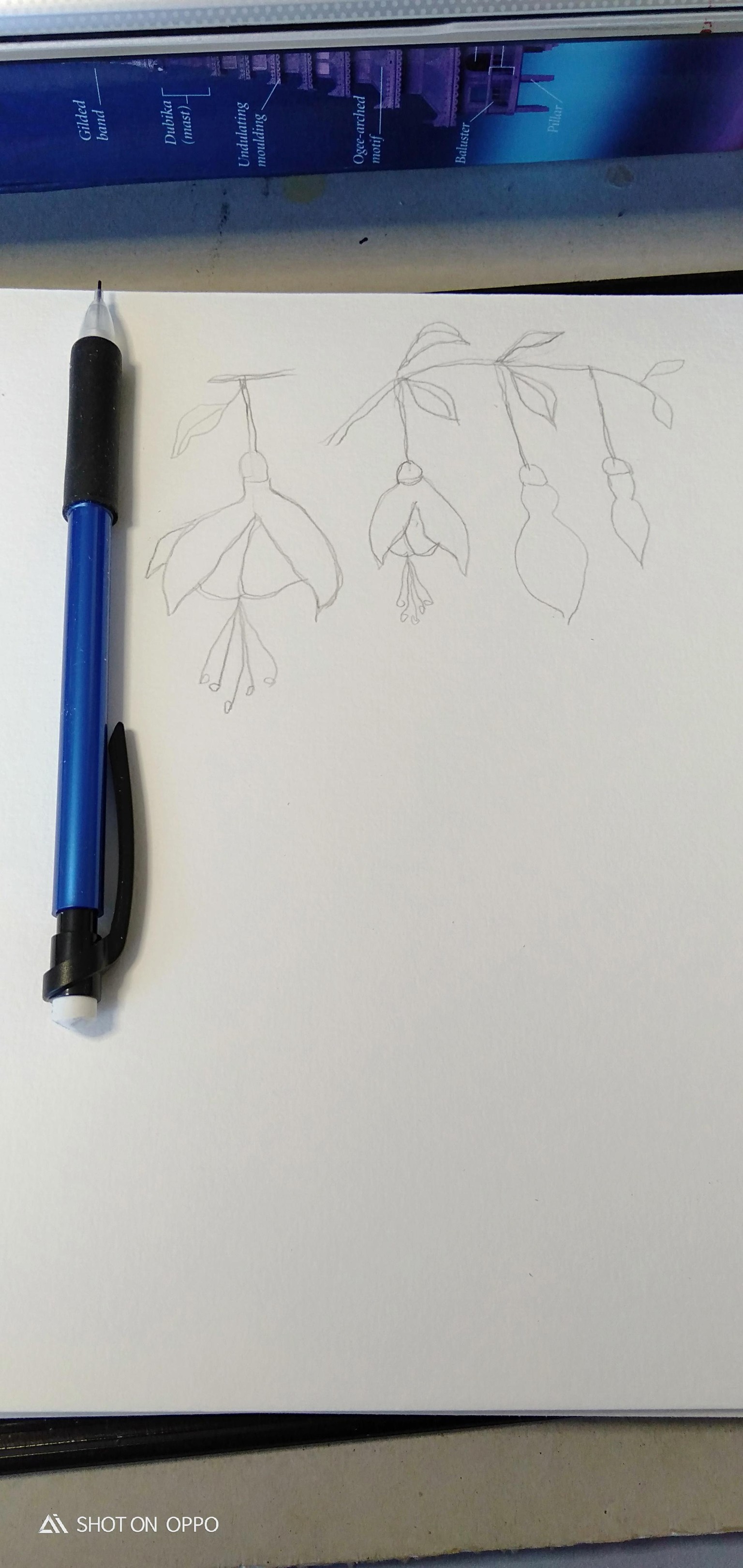 My collection of fuchsia - image 2 - student project