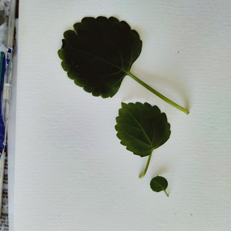 Floral watercolor - image 1 - student project