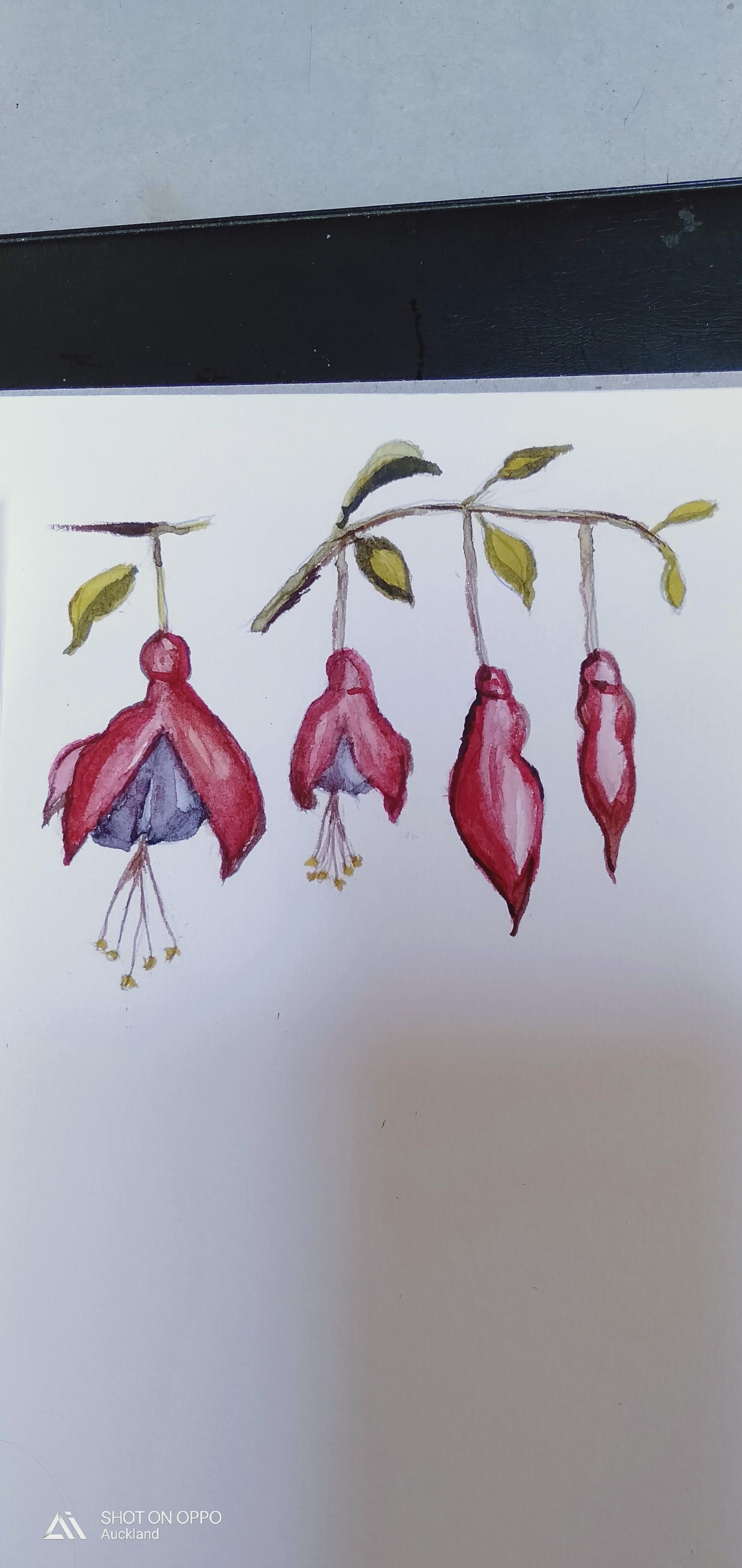 My collection of fuchsia - image 3 - student project