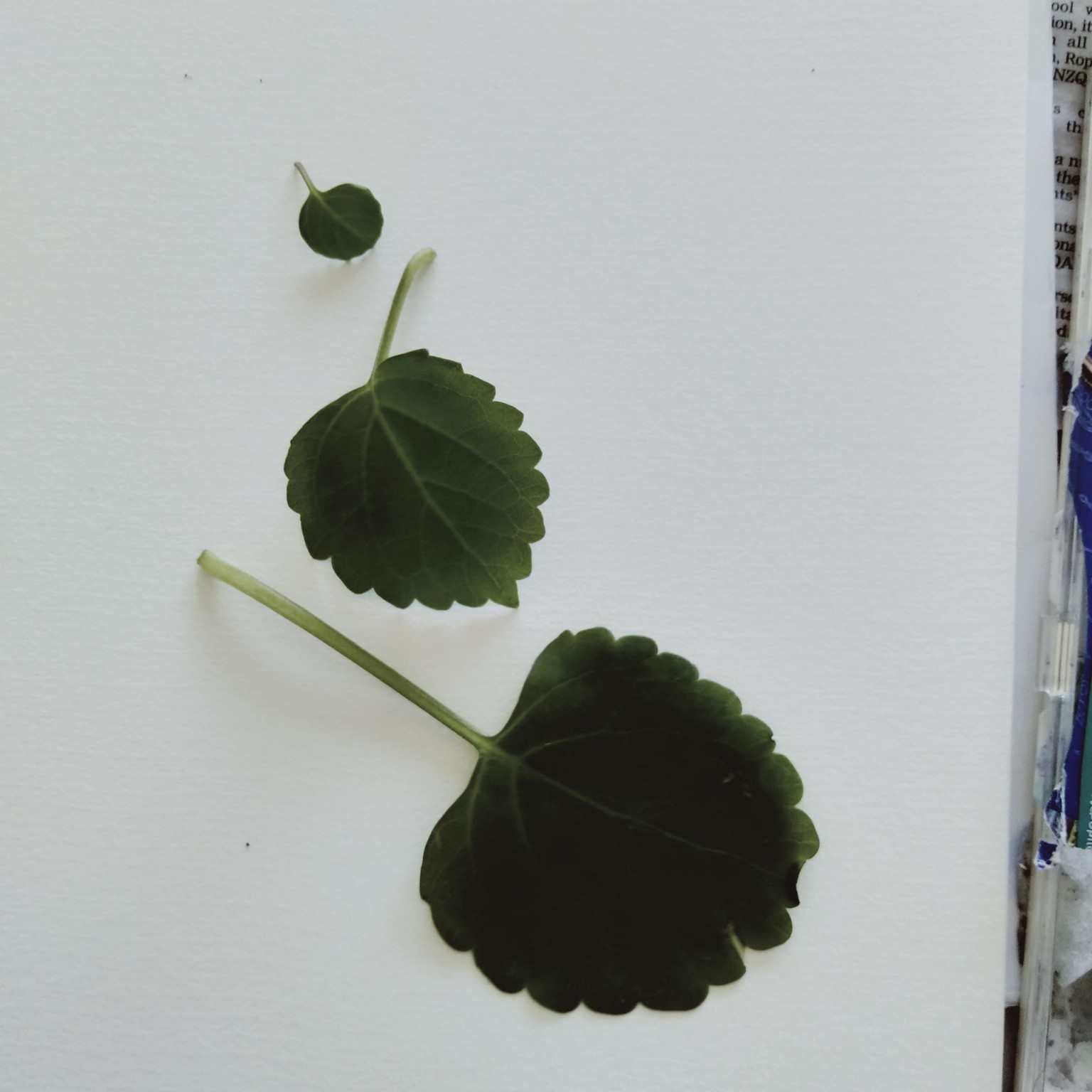 Floral watercolor - image 2 - student project