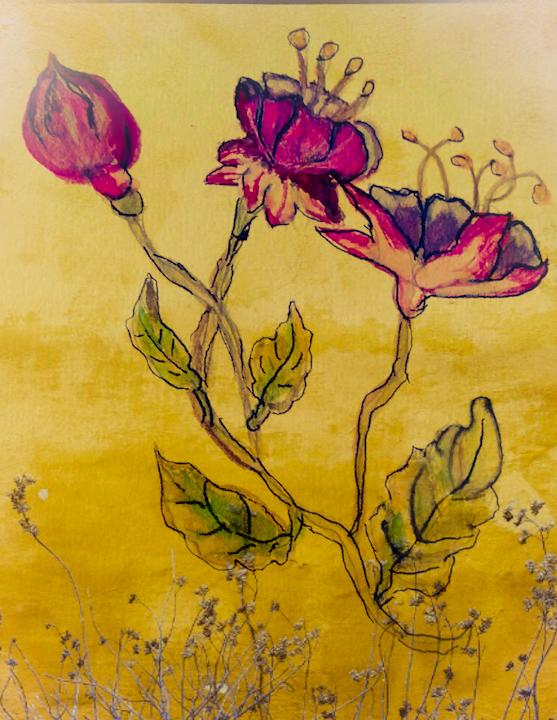 My collection of fuchsia - image 1 - student project