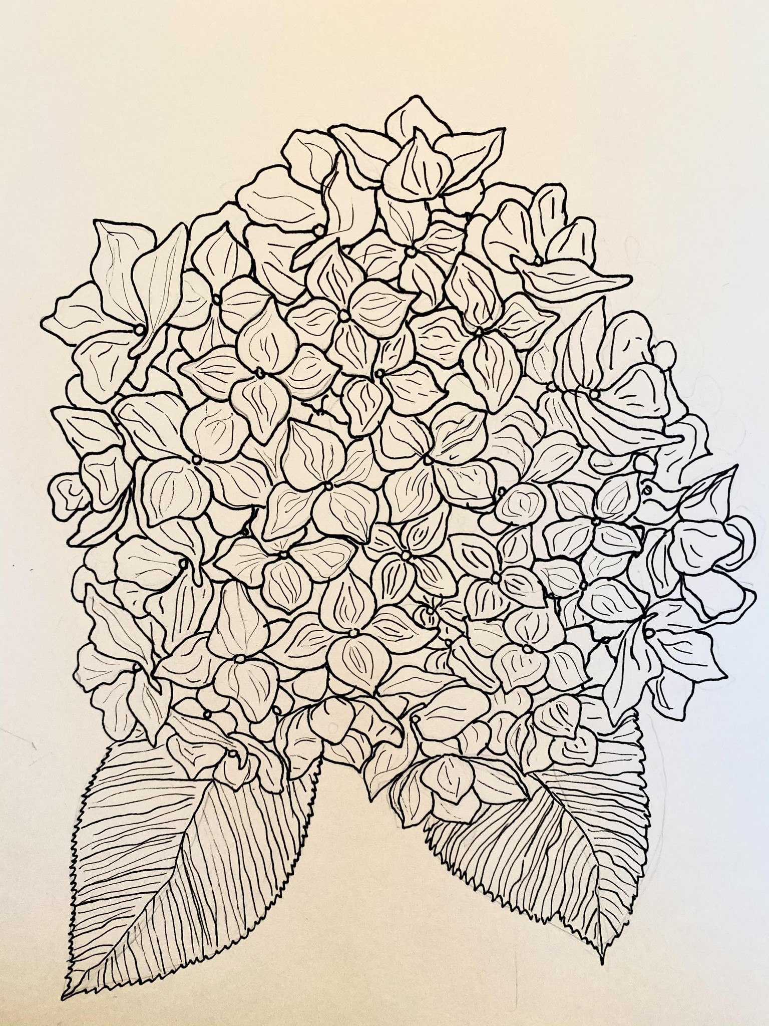 Poppies and hydrangeas - image 1 - student project