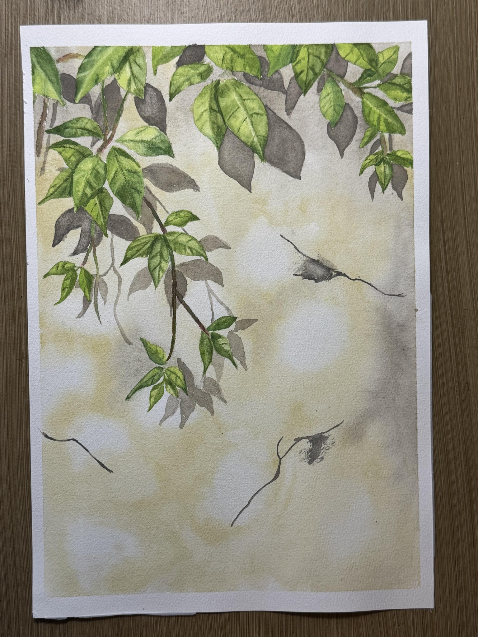 Virginia creeper - image 1 - student project