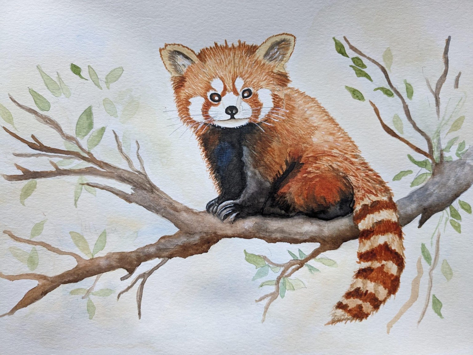 Cute little red panda - image 1 - student project