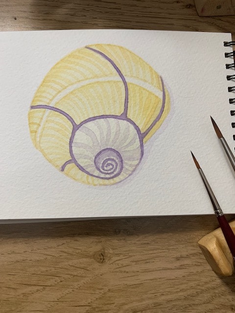 Seashells - image 1 - student project