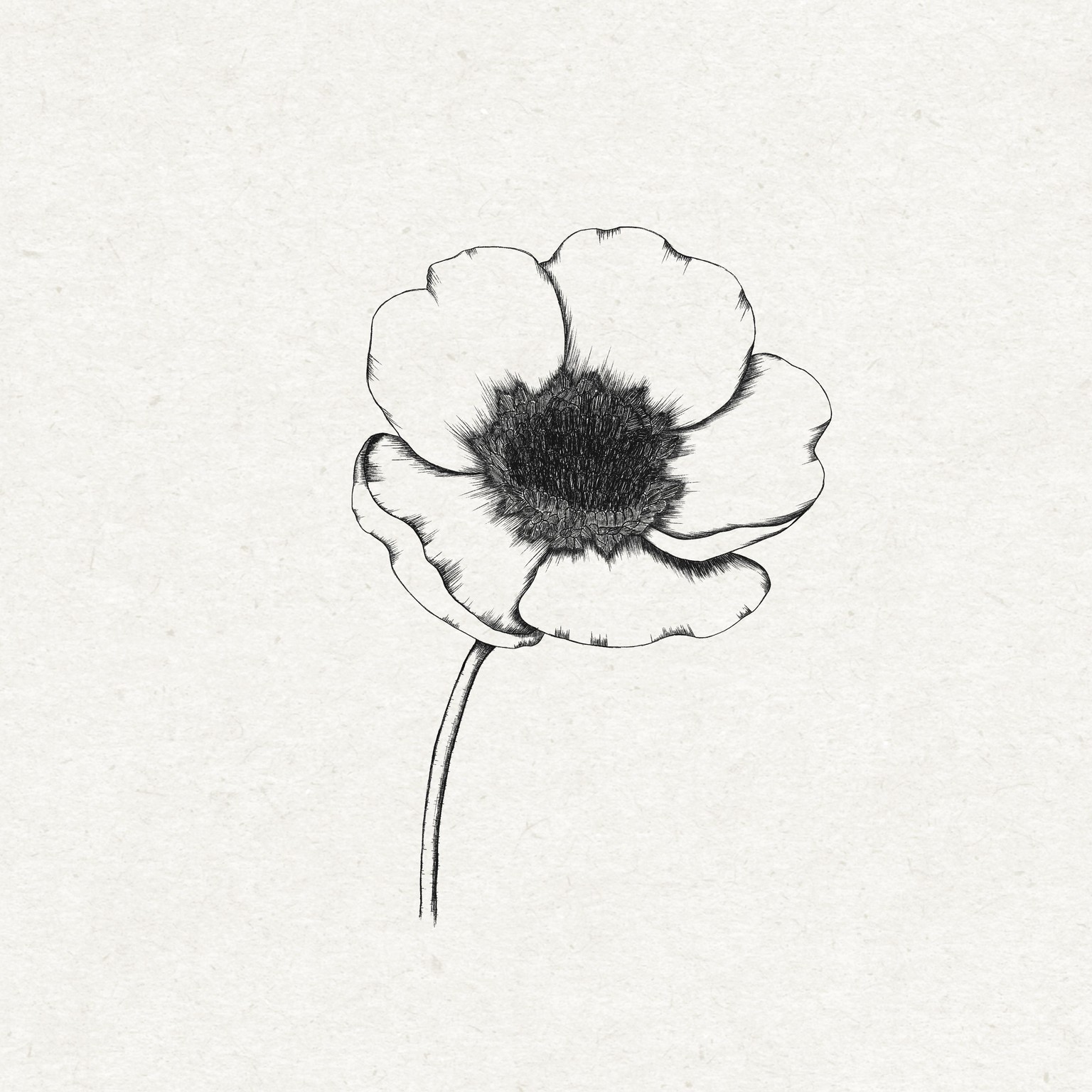 anemone - image 1 - student project