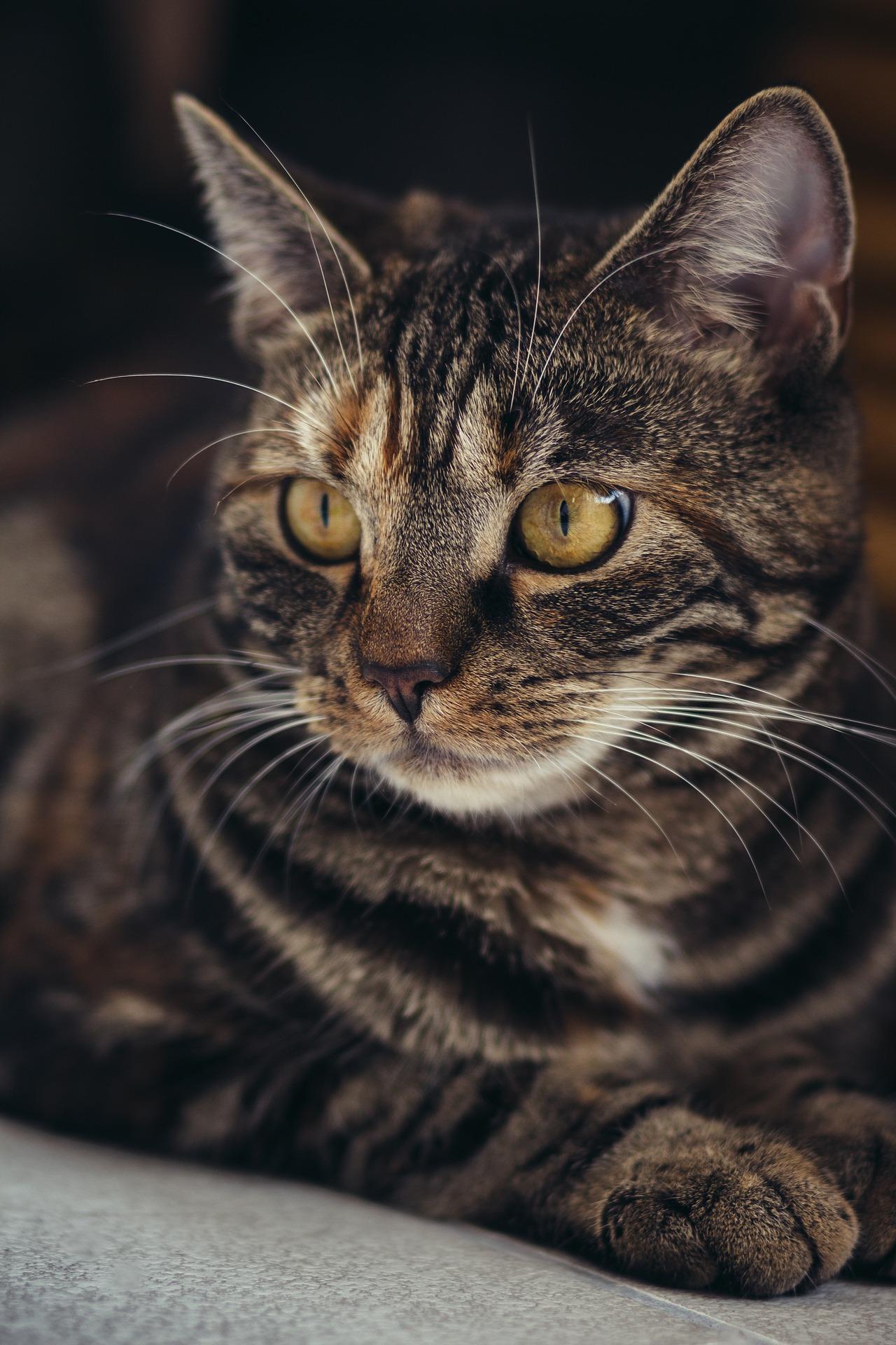 Cat - image 1 - student project