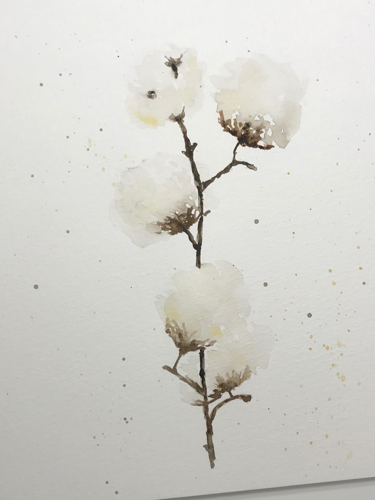 Cotton - image 1 - student project
