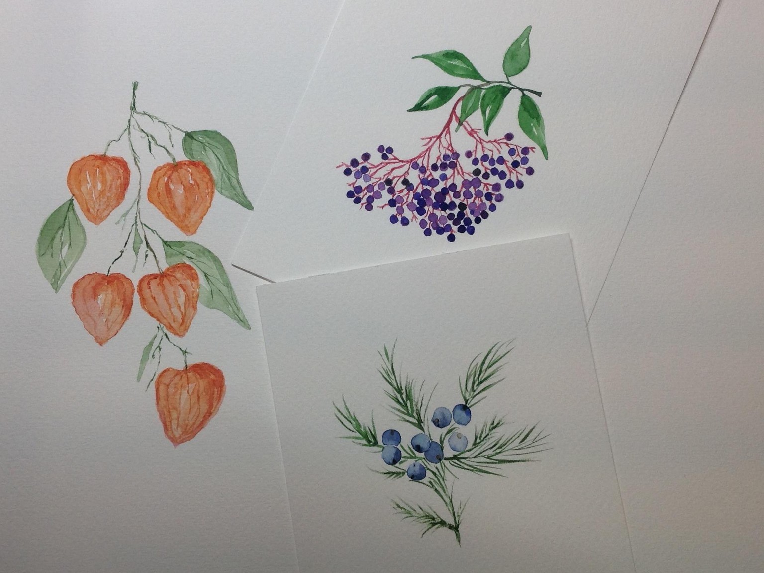 Berries, berries, berries… - image 4 - student project