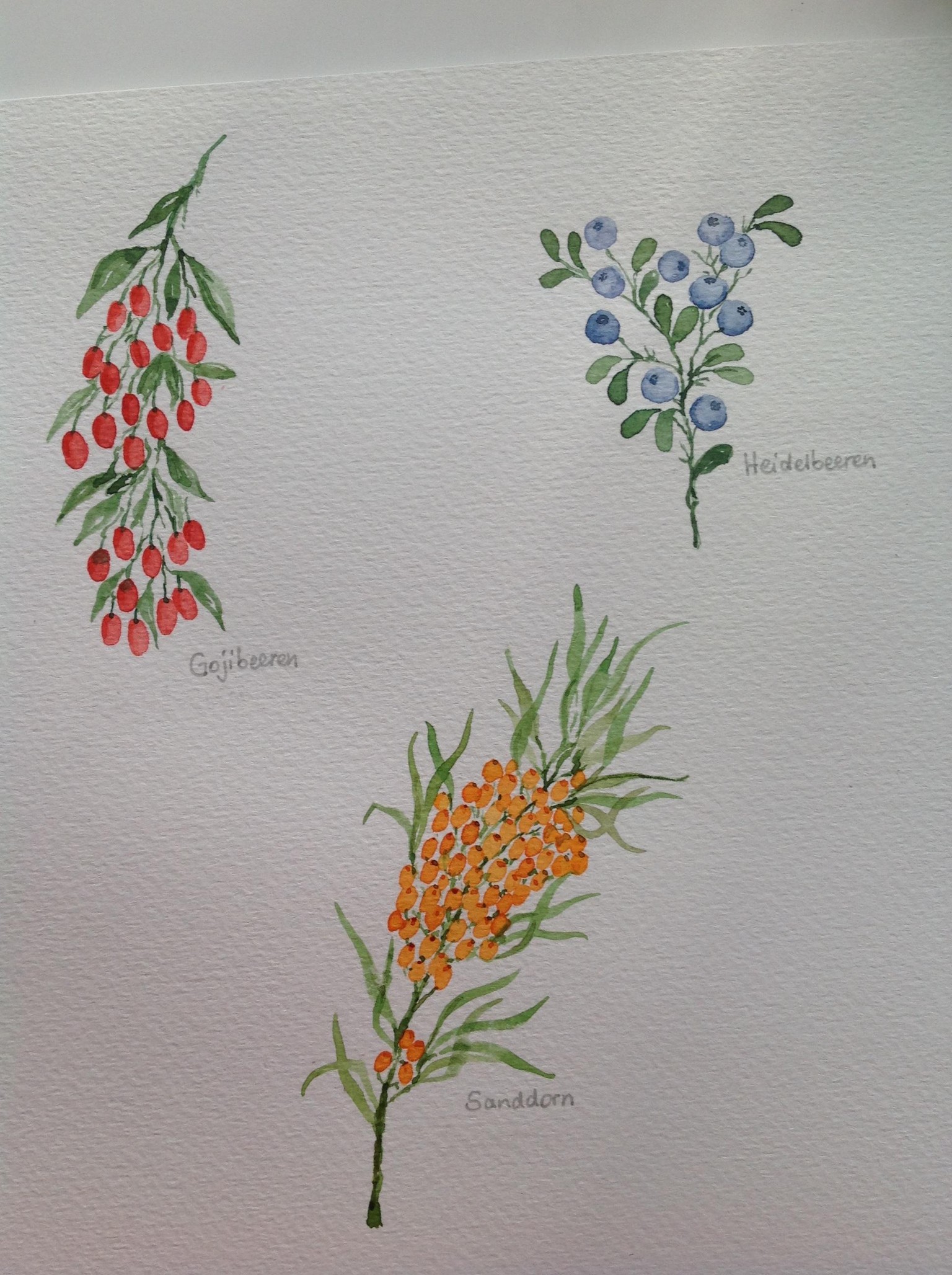 Berries, berries, berries… - image 3 - student project