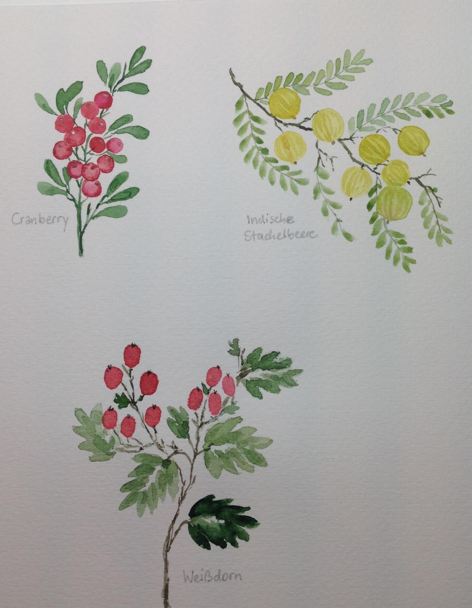Berries, berries, berries… - image 2 - student project