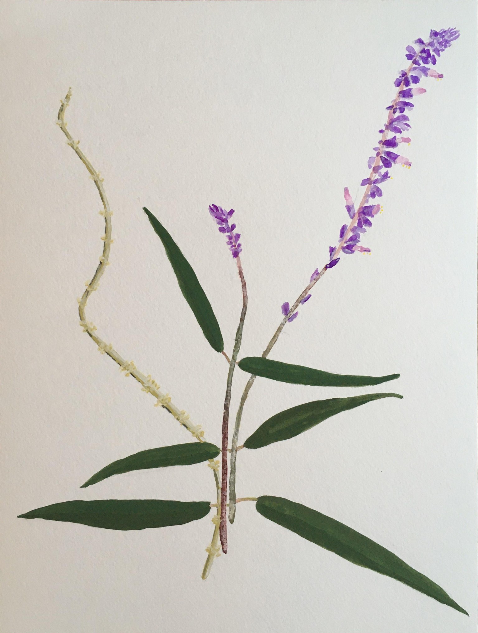 Naomi Horowitz - image 5 - student project