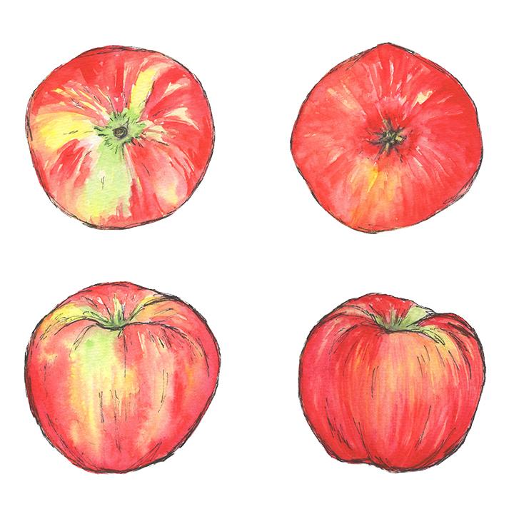 Watercolor Illustrated Recipe: Apple Pie - image 2 - student project