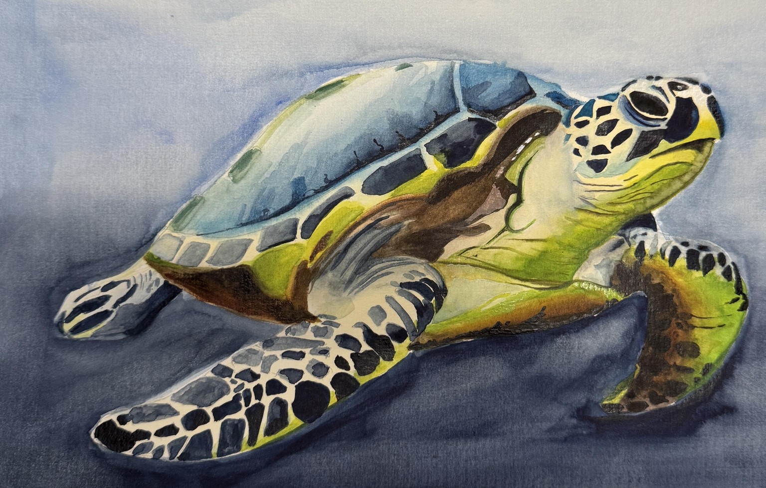 Turtle - image 1 - student project
