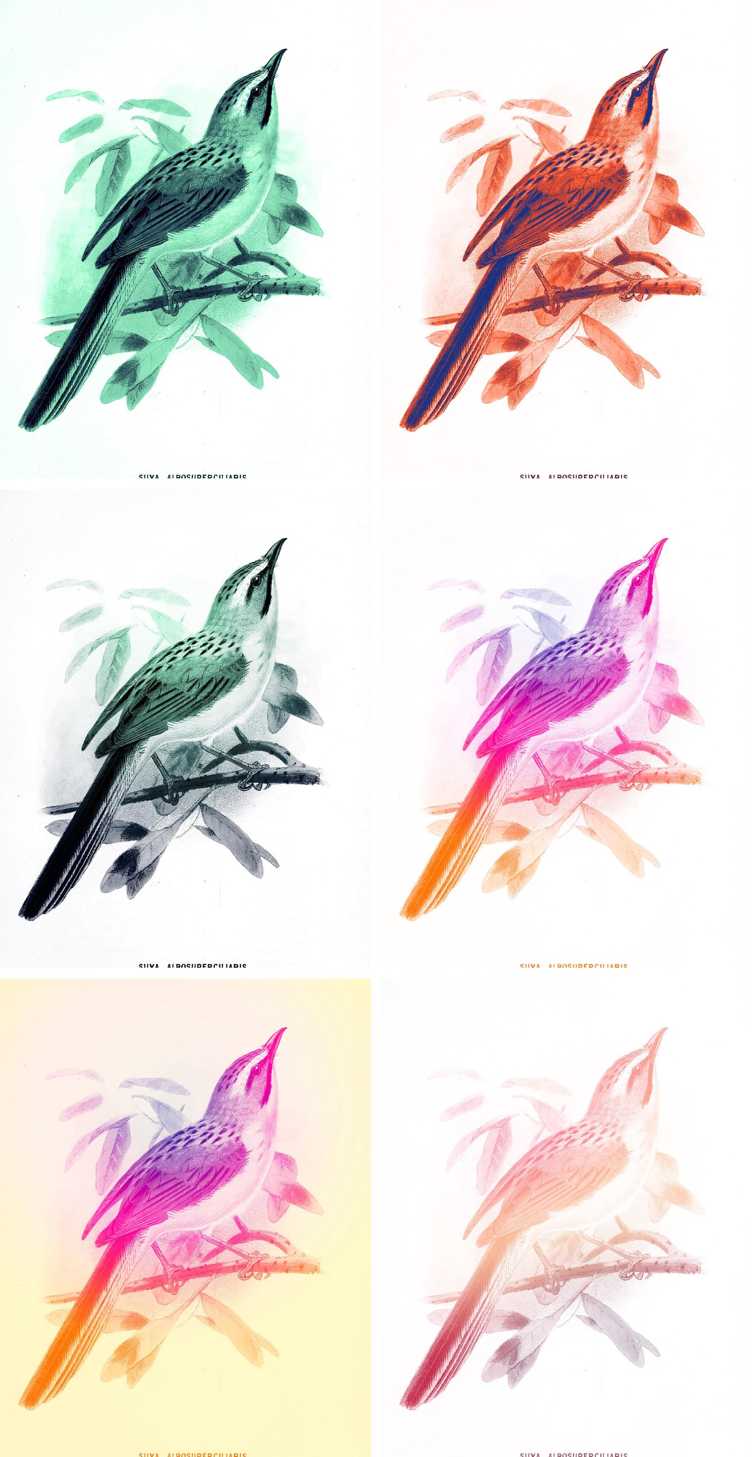 Duotones - Spring and Neon - image 4 - student project