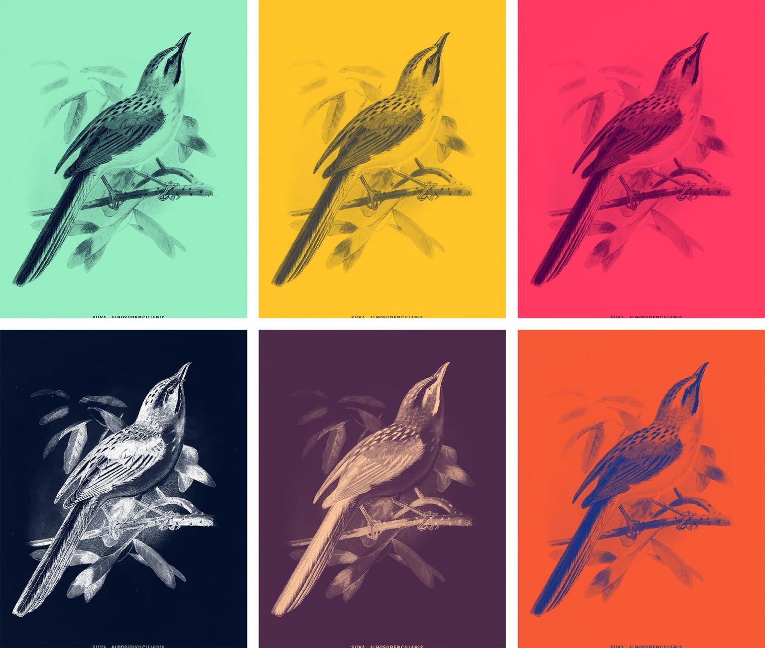 Duotones - Spring and Neon - image 3 - student project