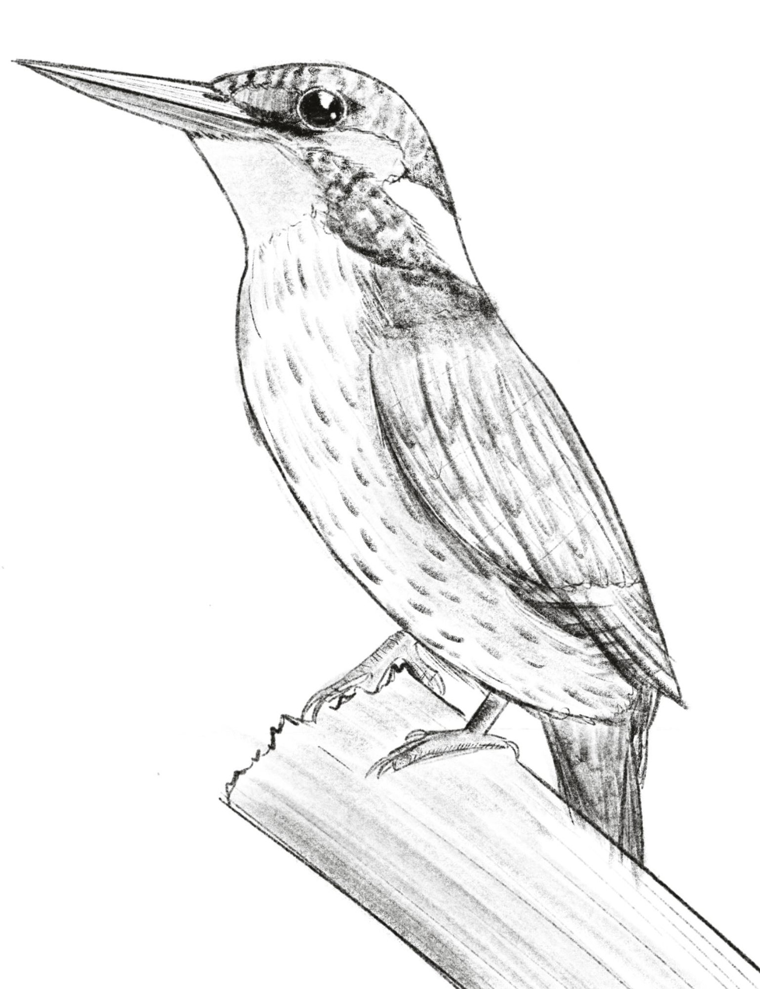 My bird - image 2 - student project