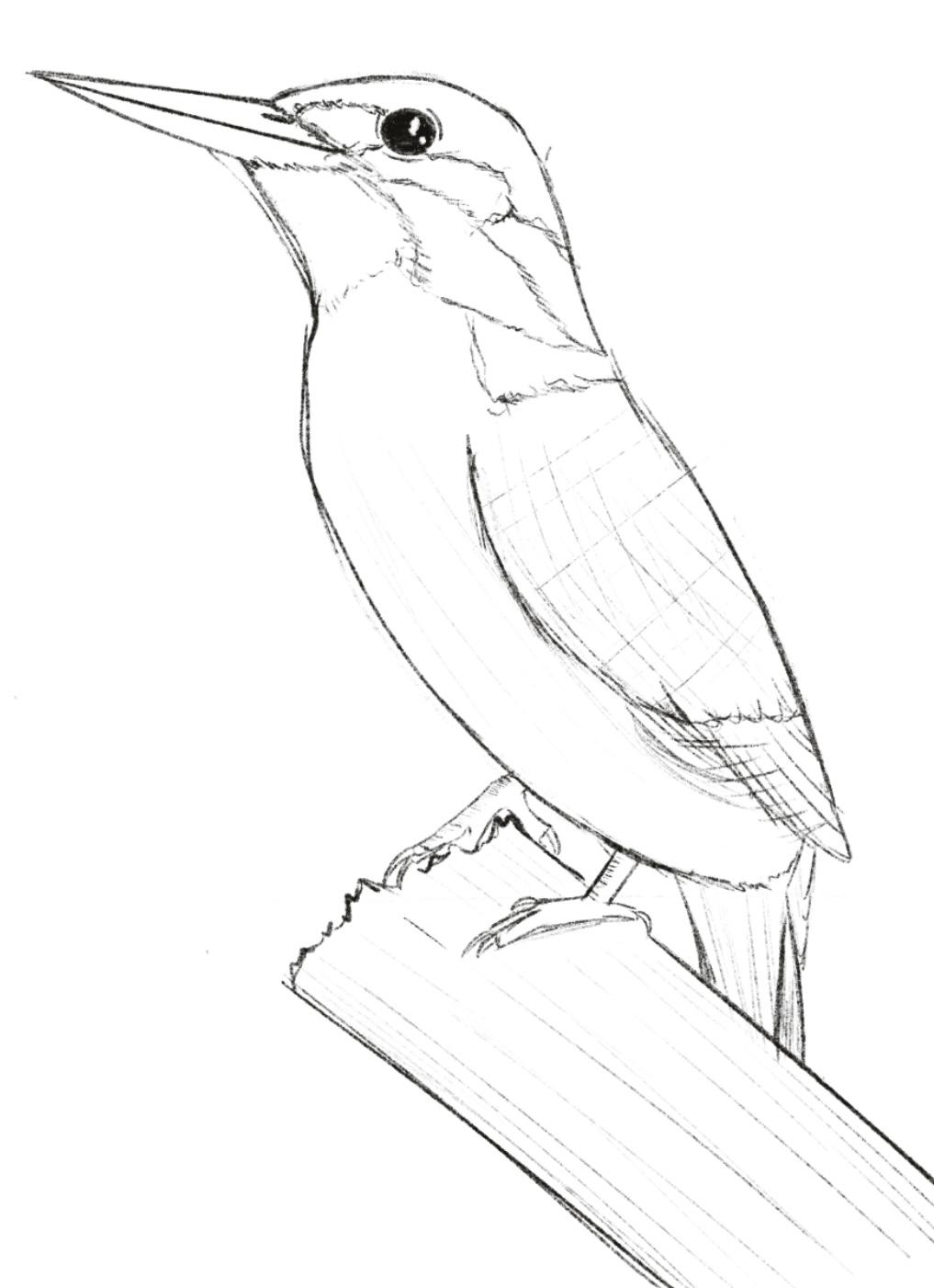 My bird - image 1 - student project