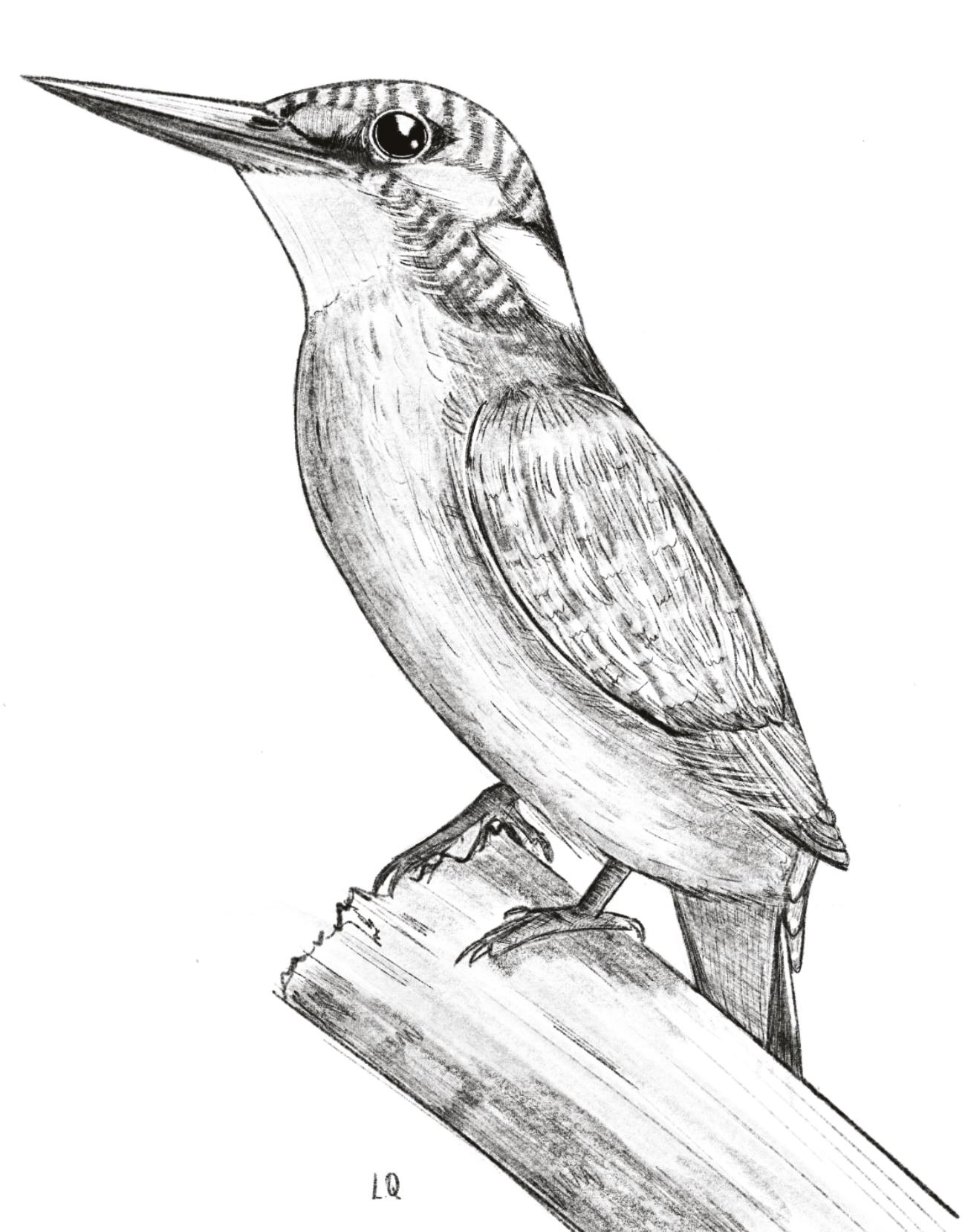 My bird - image 3 - student project