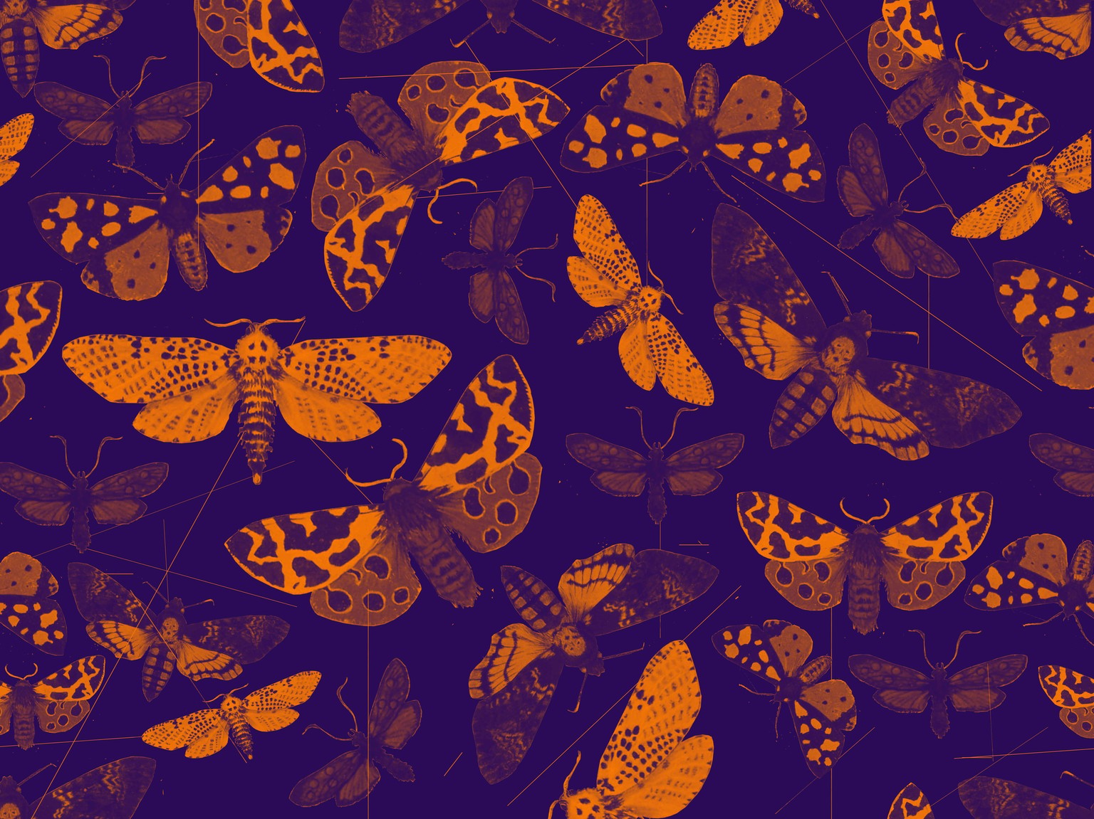 Night butterfly pattern - image 2 - student project
