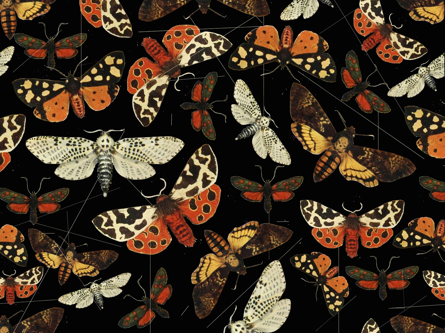 Night butterfly pattern - image 1 - student project