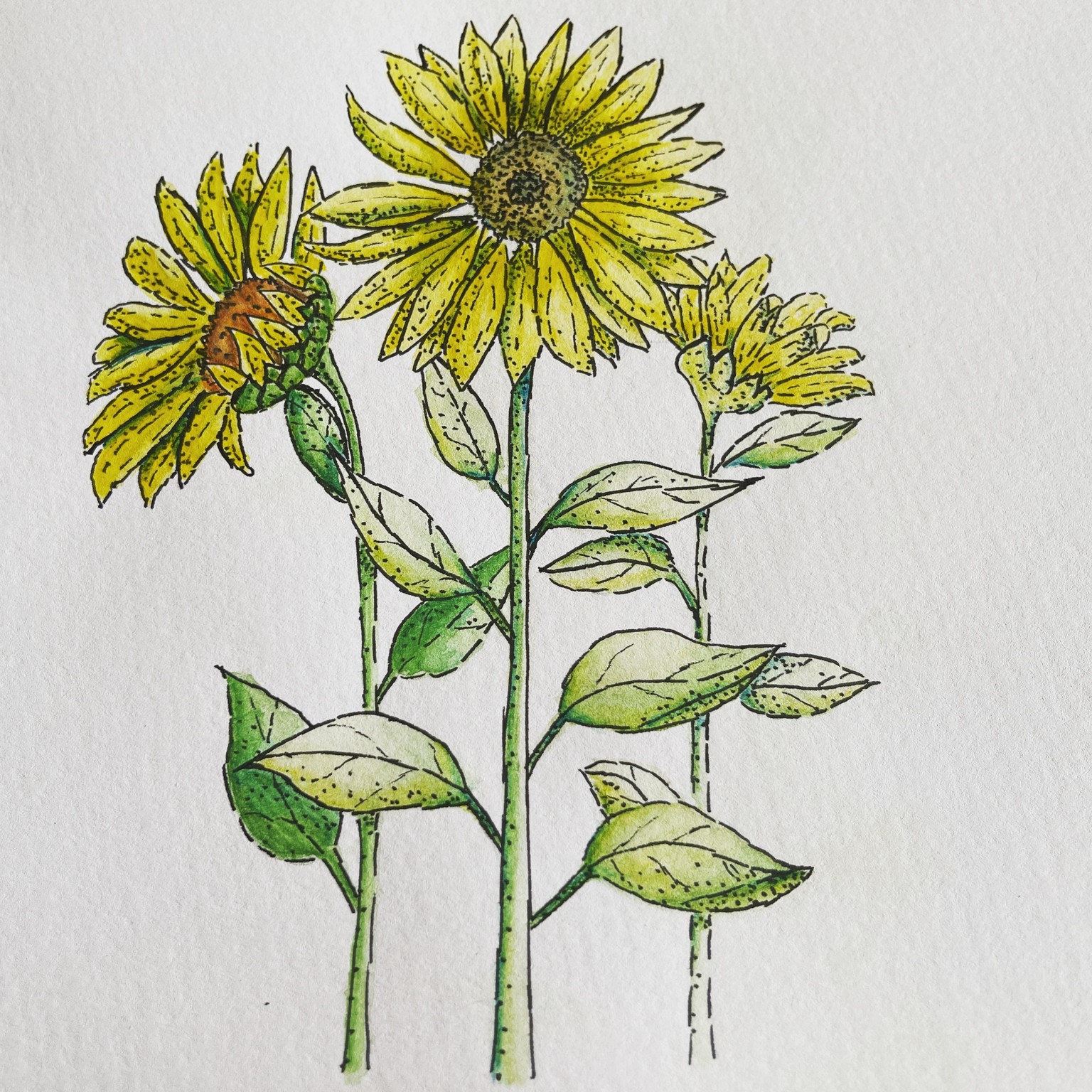 Sunflower project - image 1 - student project