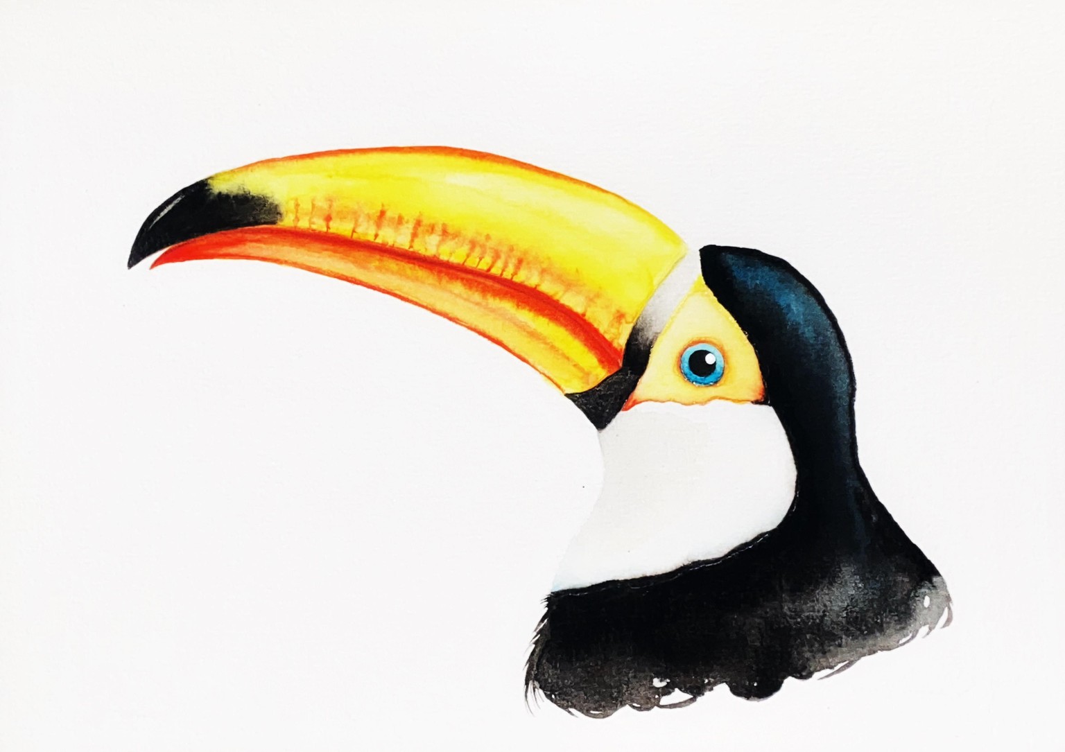 Toucan Watercolor - image 1 - student project