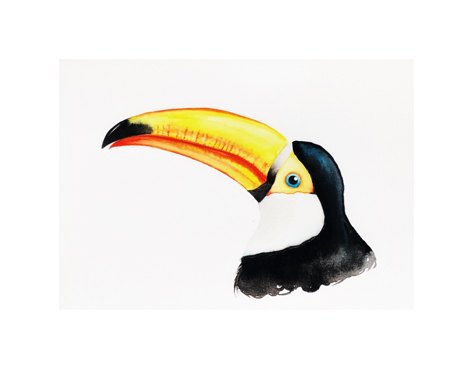 Toucan Watercolor - image 2 - student project