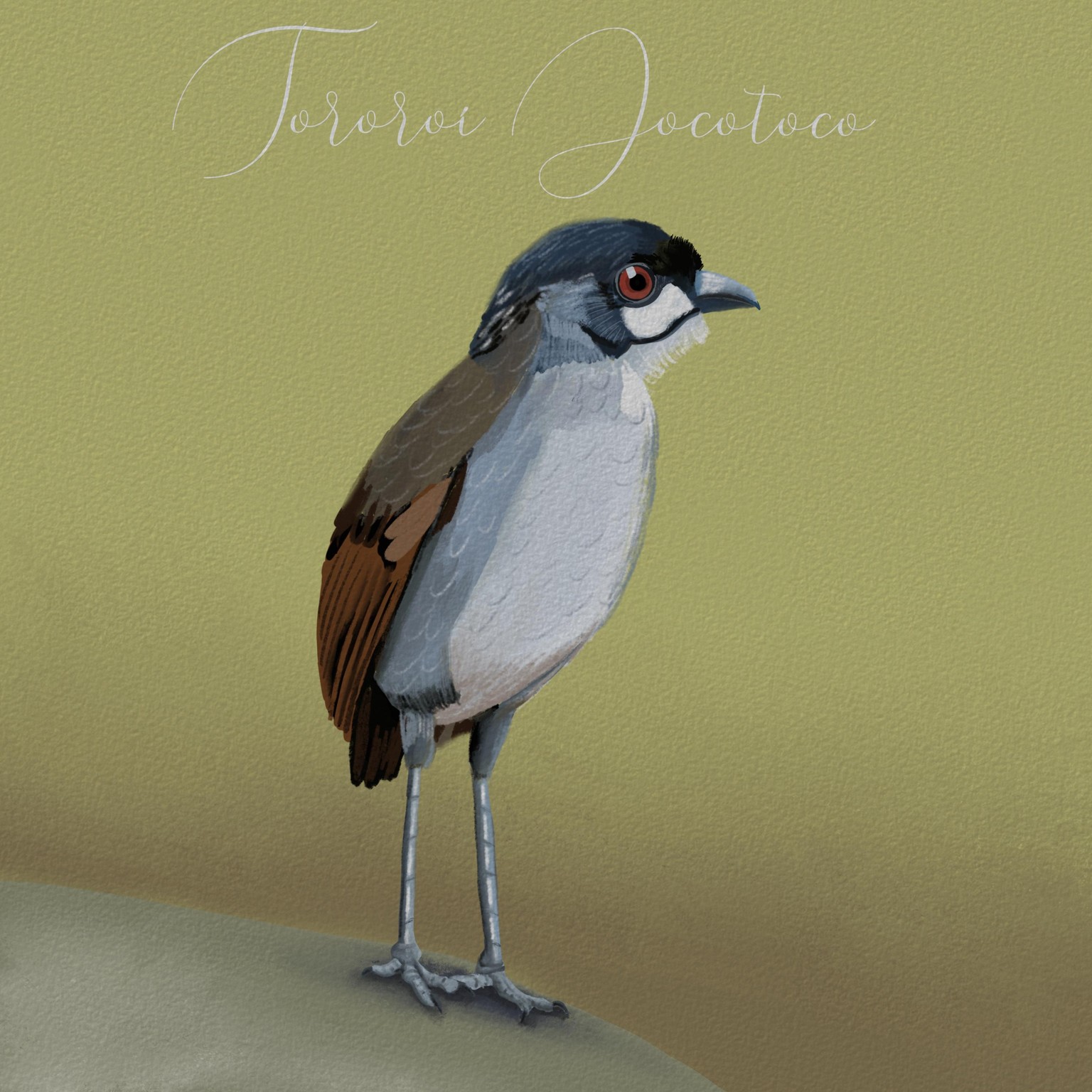 Peruvian Endangered Birds - image 5 - student project