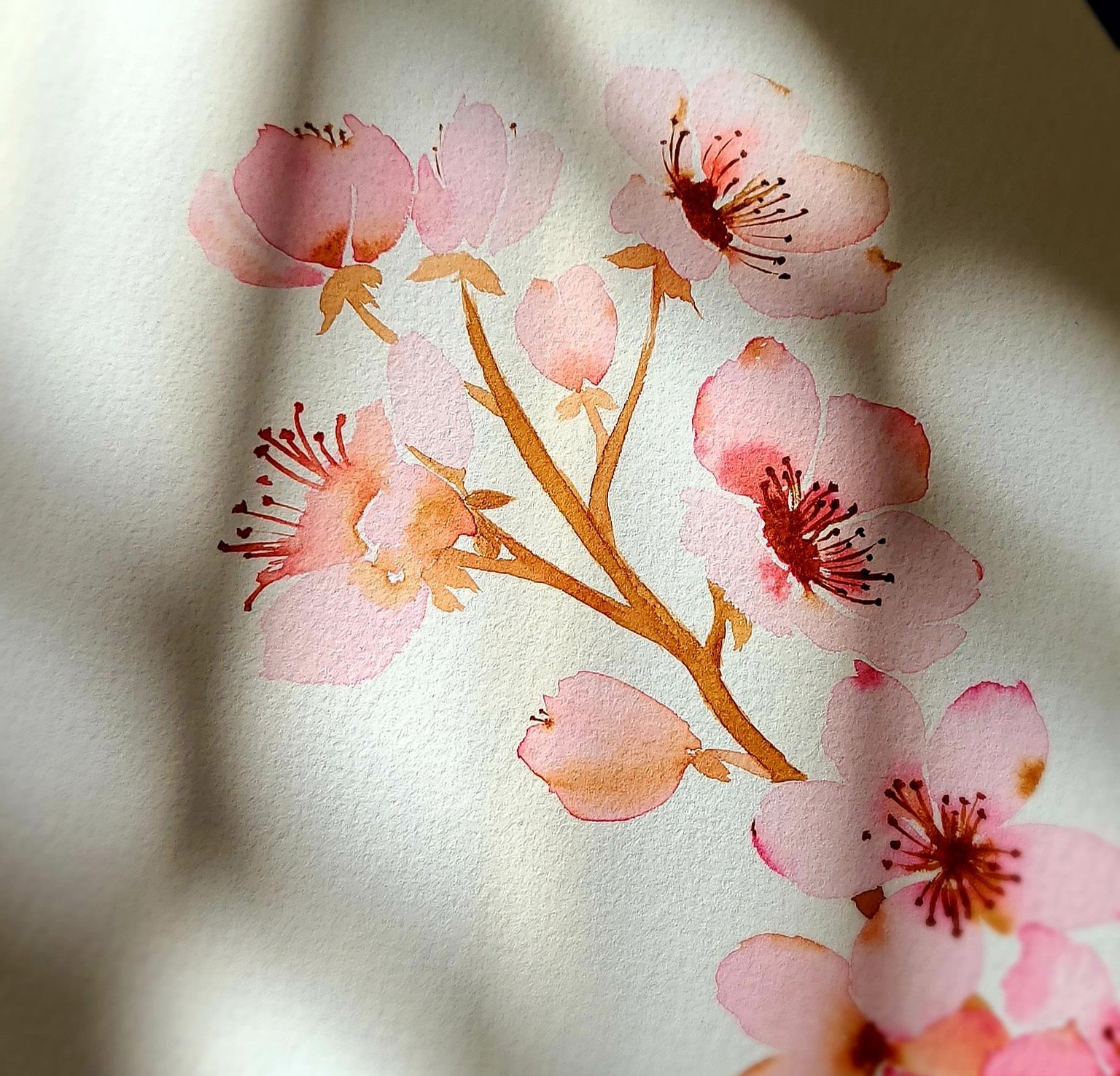 cherry blossoms - image 1 - student project