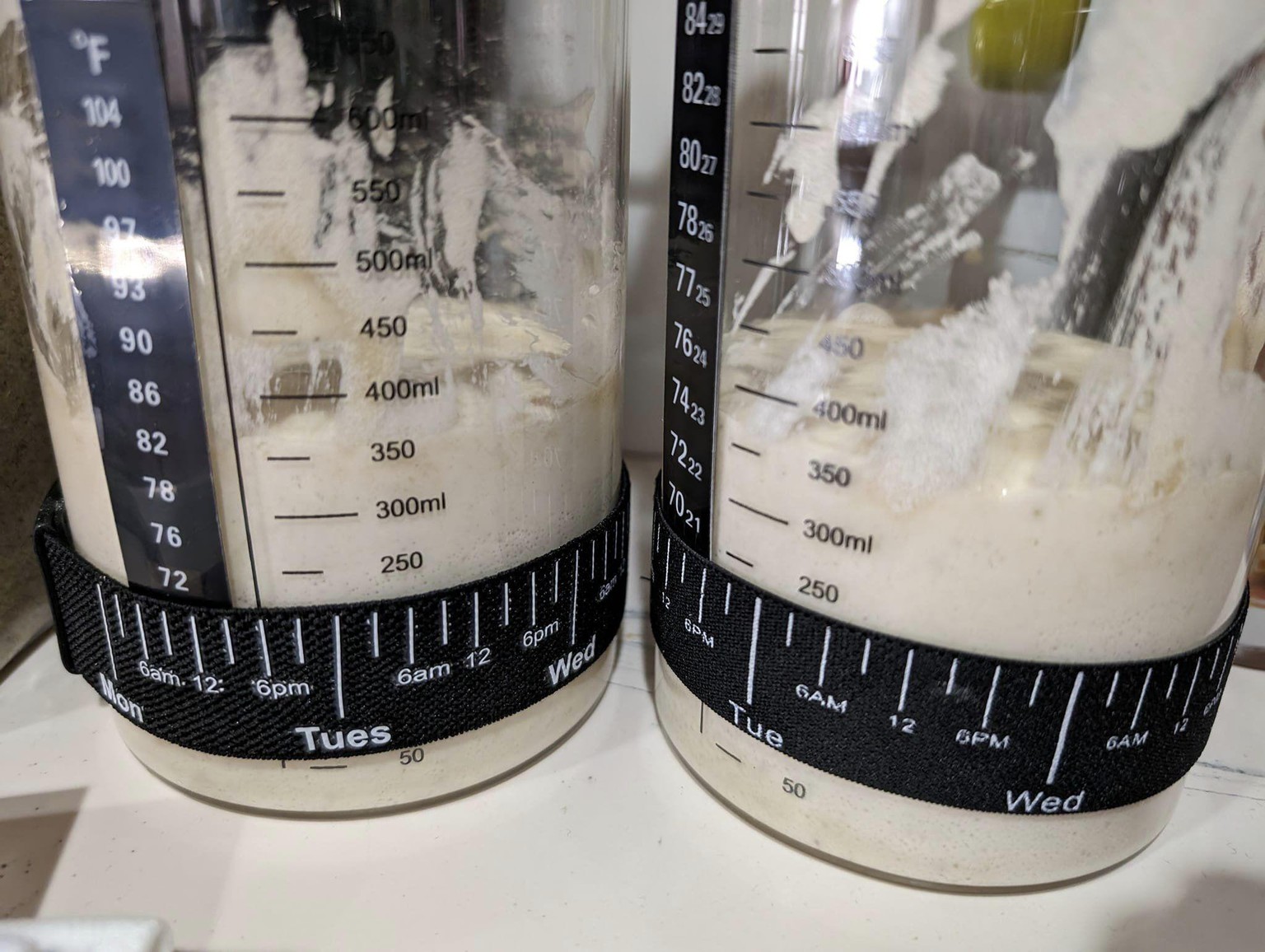 Sourdough Starter - image 1 - student project