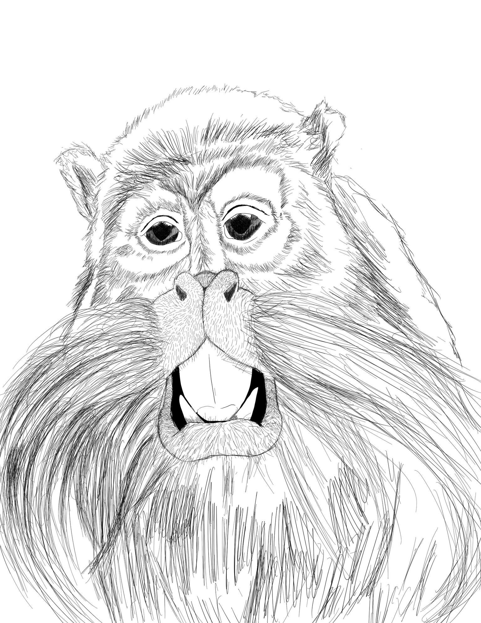 Emperor Tamarin - image 1 - student project