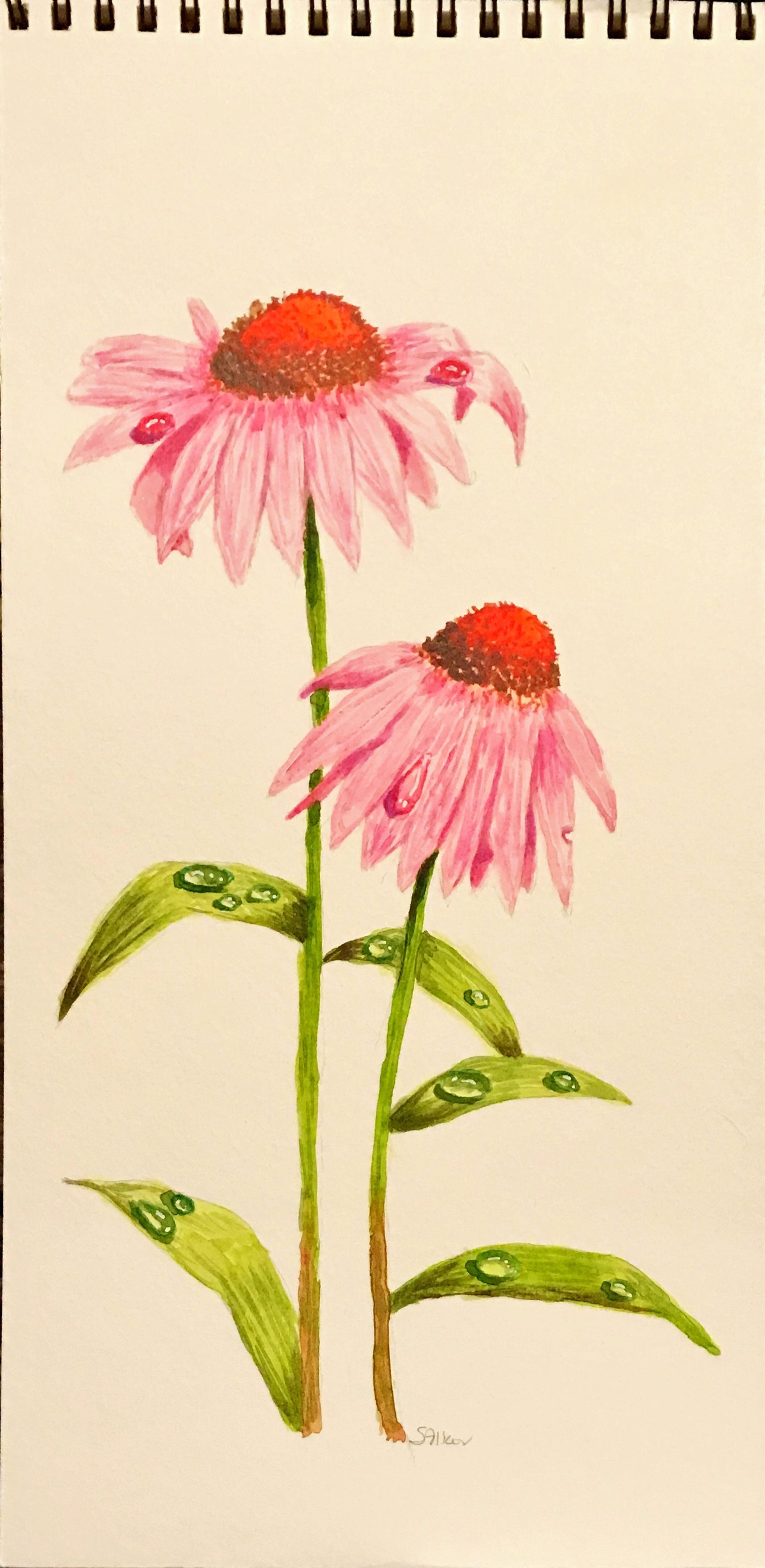 Water droplets on echinacea - image 1 - student project