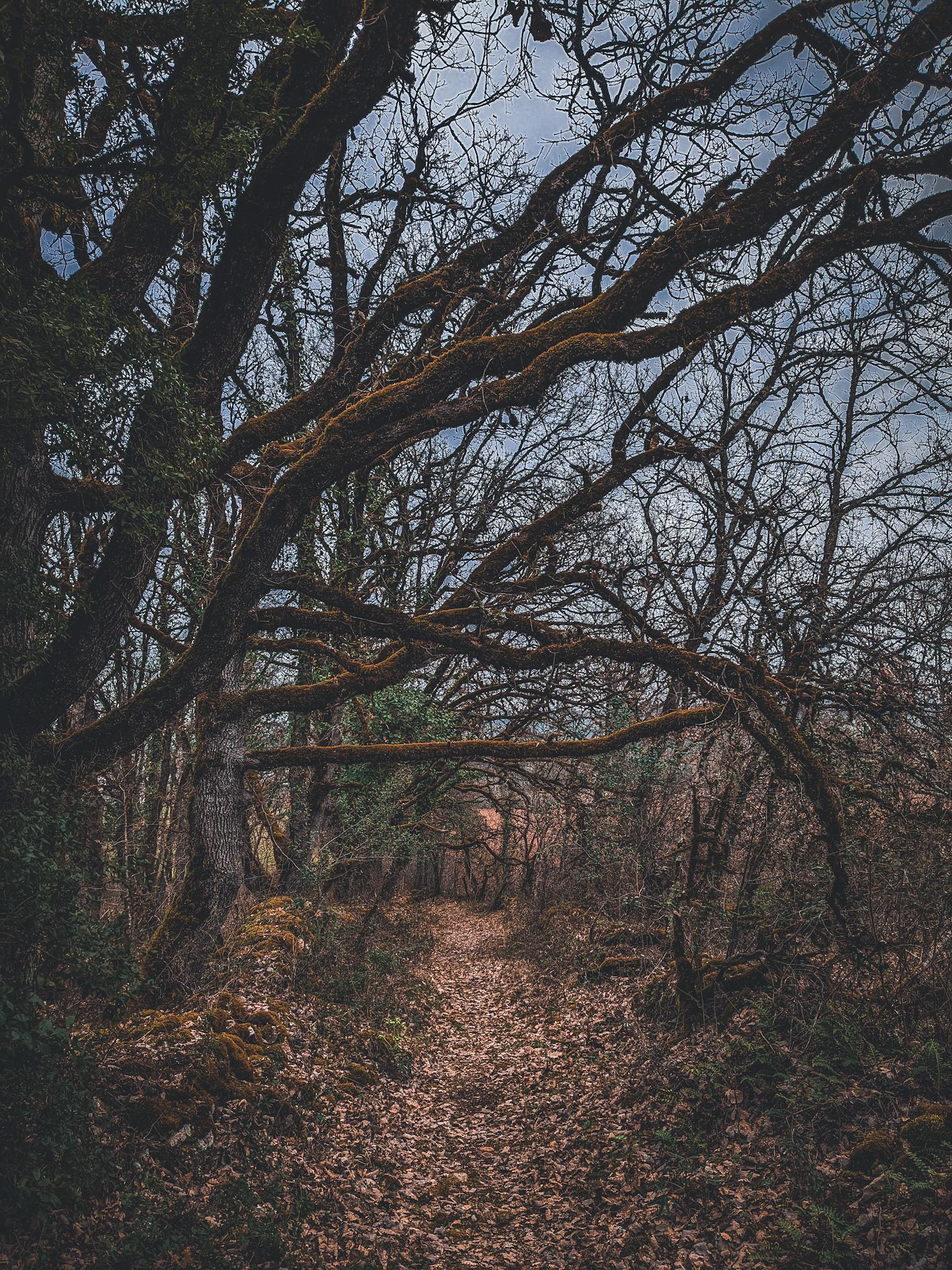 Walking at Dawn - image 2 - student project