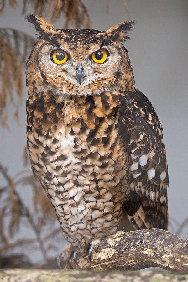 Eagle owl - image 1 - student project