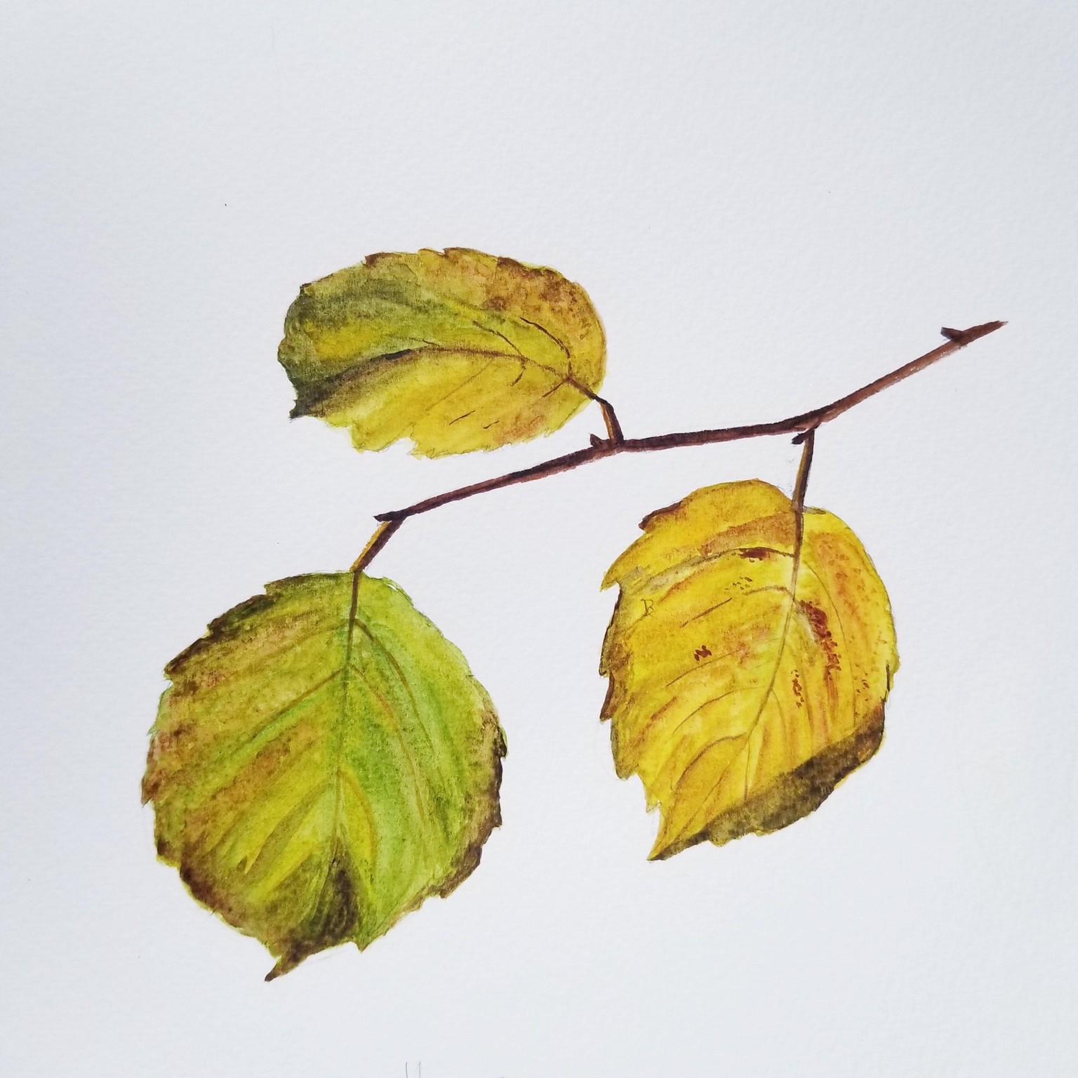 Watercolor Fall leaves - image 2 - student project