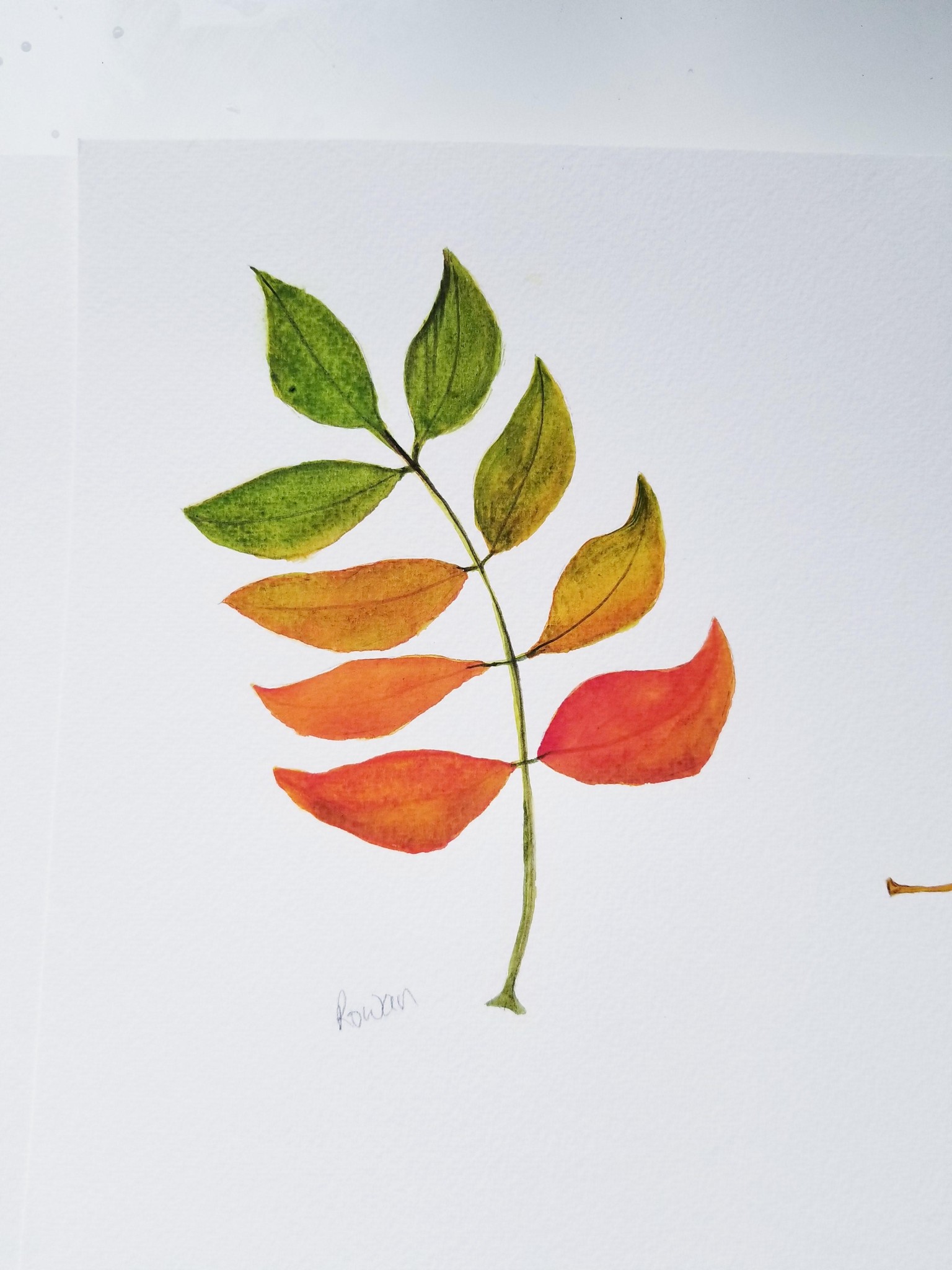 Watercolor Fall leaves - image 5 - student project