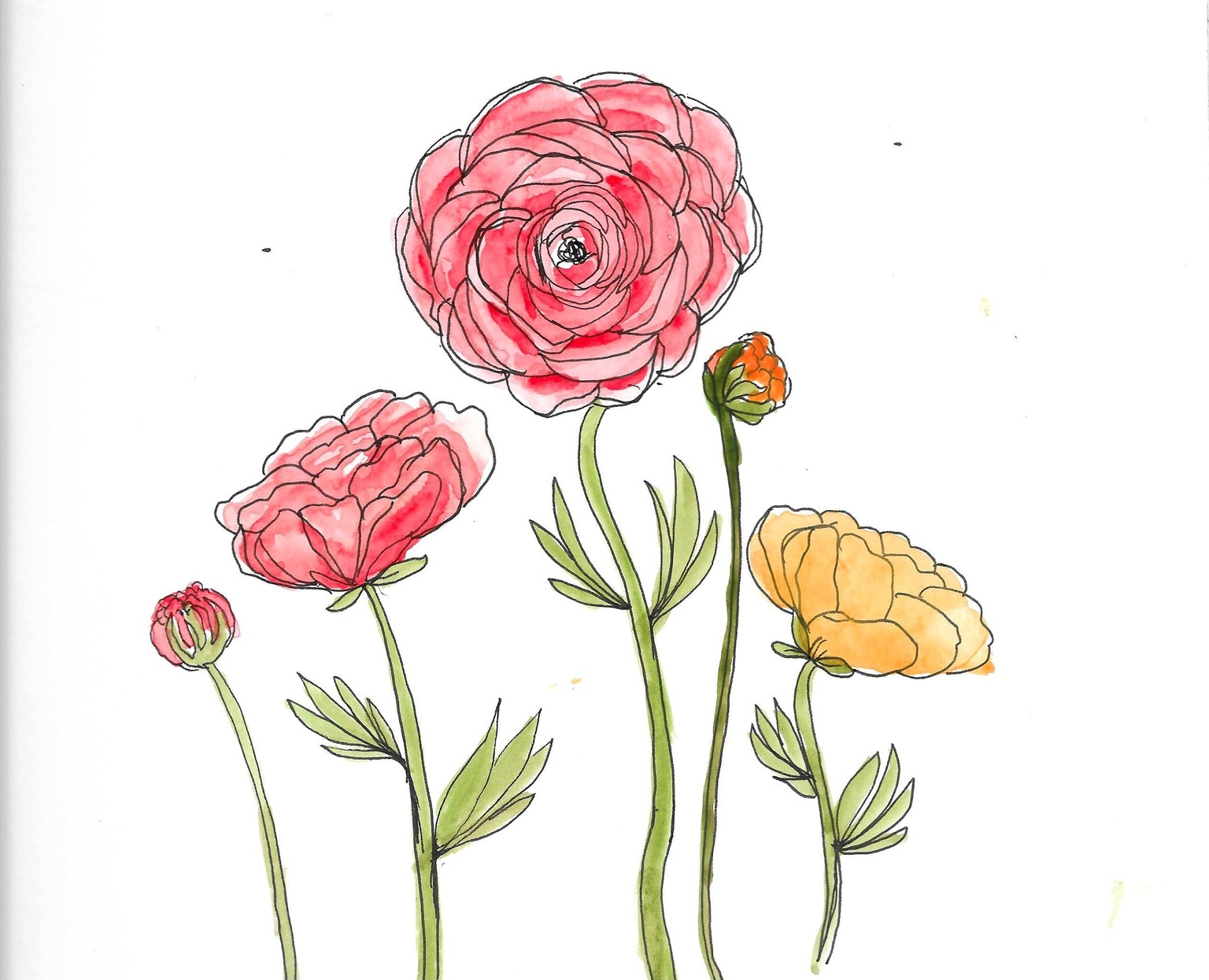Ranunculus - Three Ways - image 2 - student project