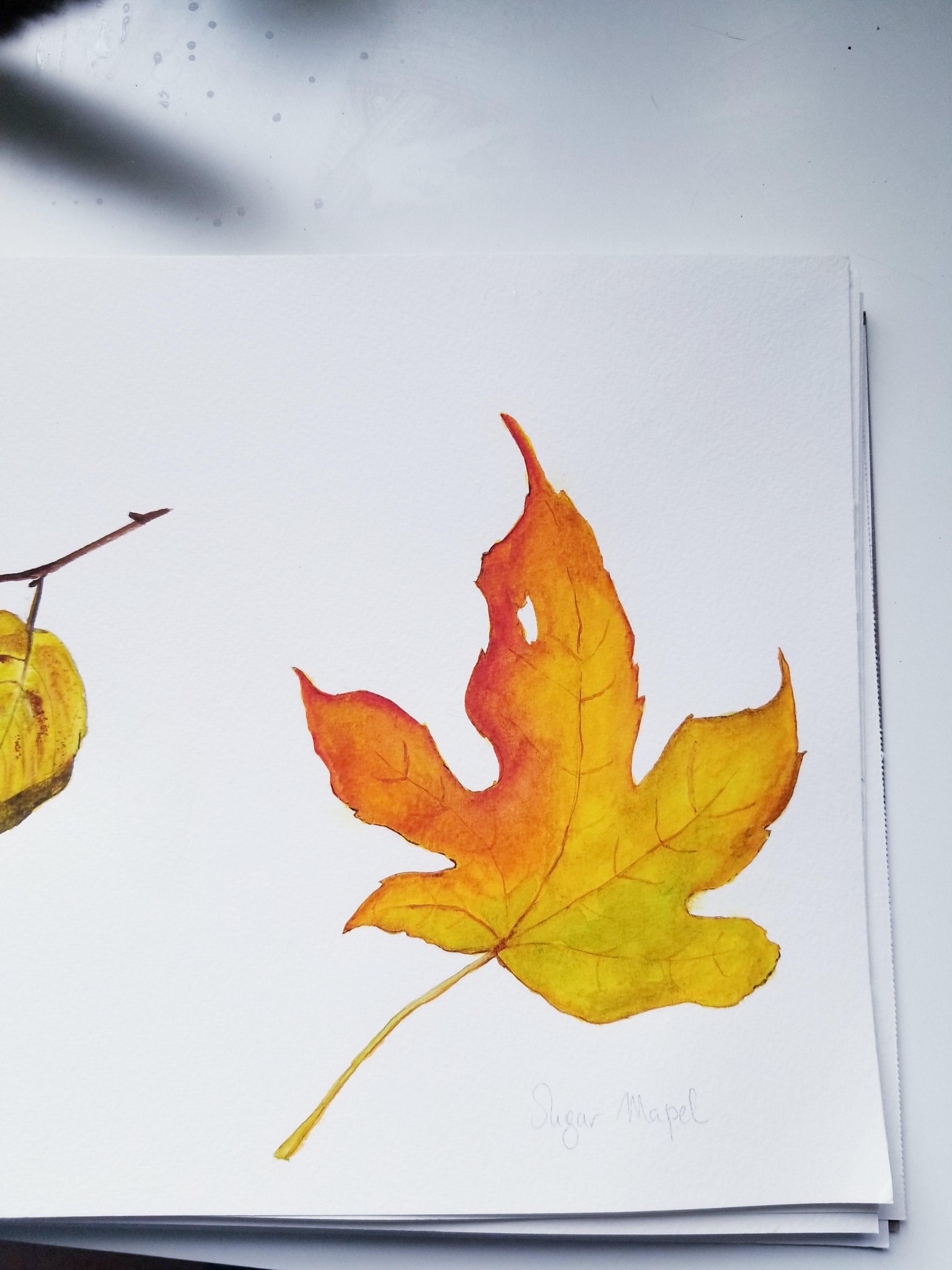 Watercolor Fall leaves - image 6 - student project