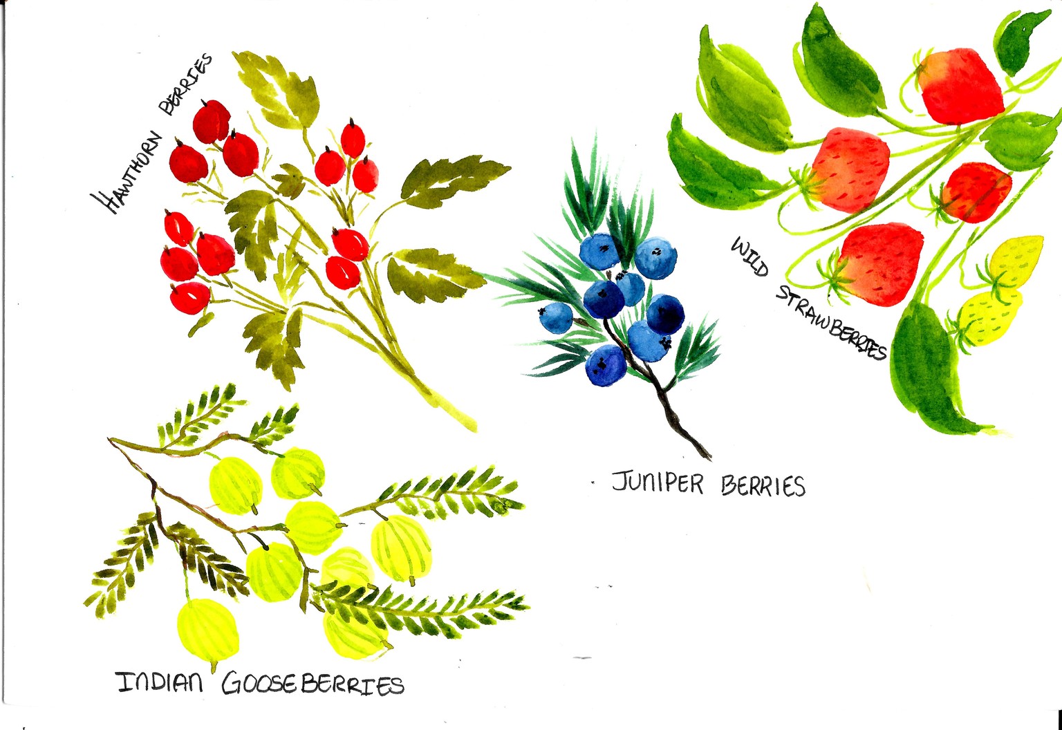 Wild Berries - image 1 - student project