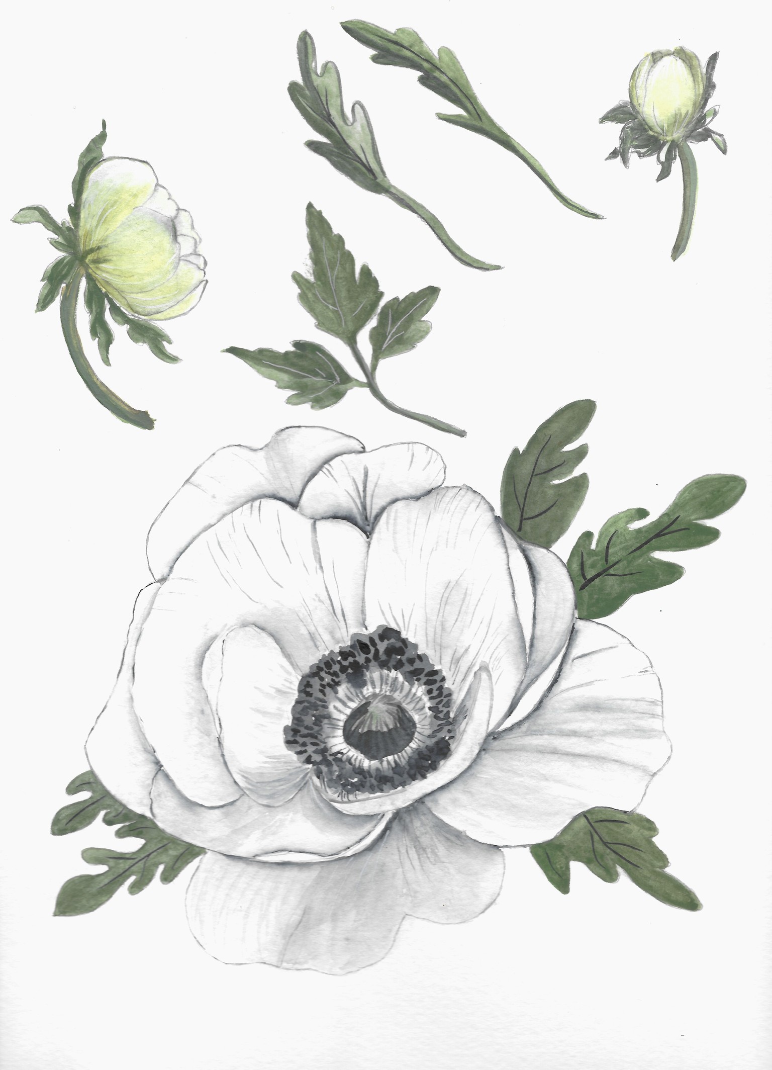 Anemone Wedding Suite Template - image 1 - student project