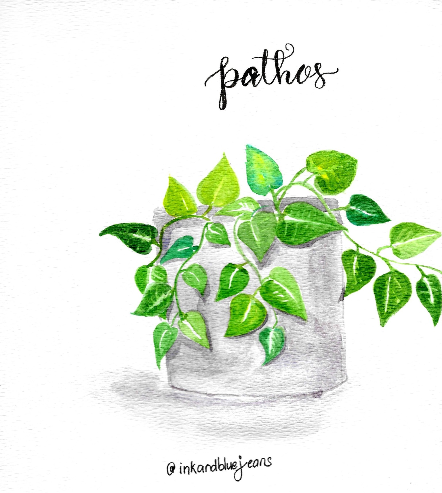 Pothos (Money Plant - LOL) - image 1 - student project