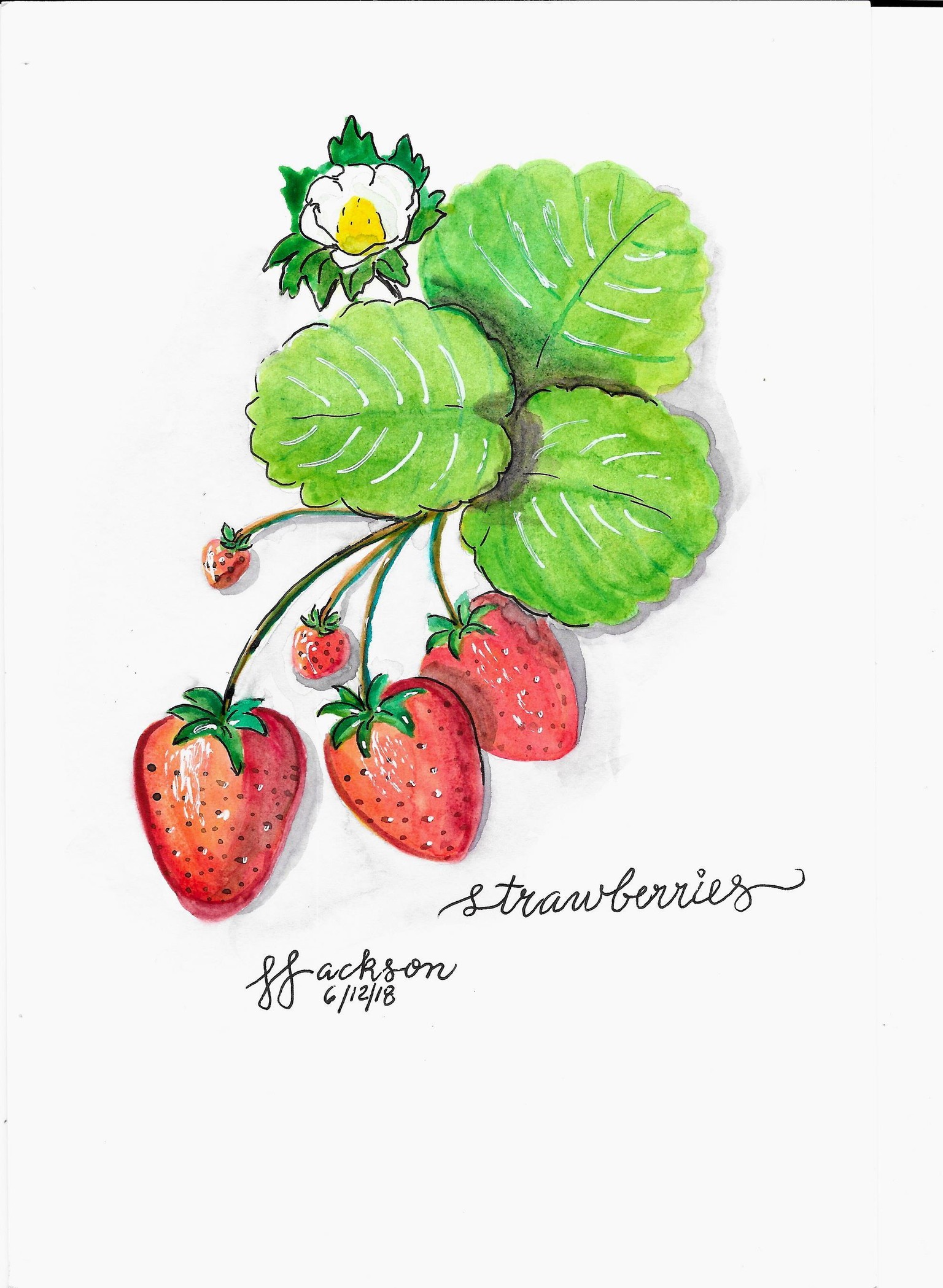 Strawberries - image 1 - student project