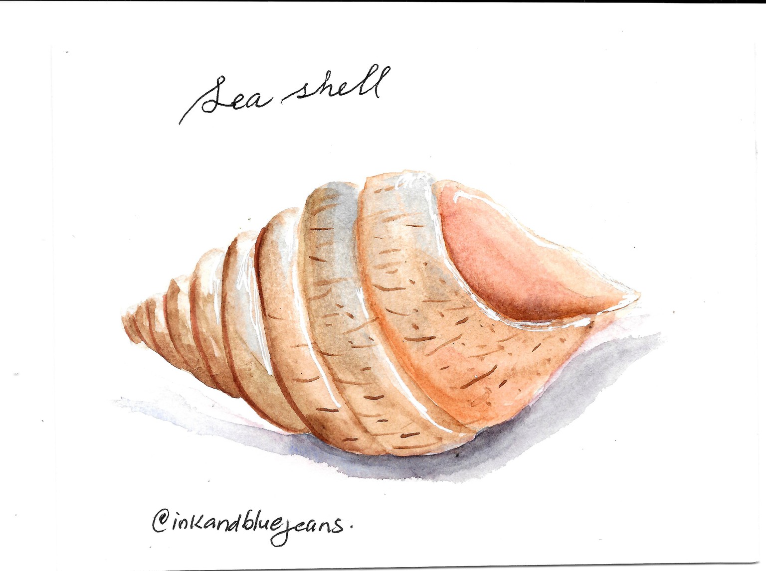 Sea Shell - Summer - image 1 - student project