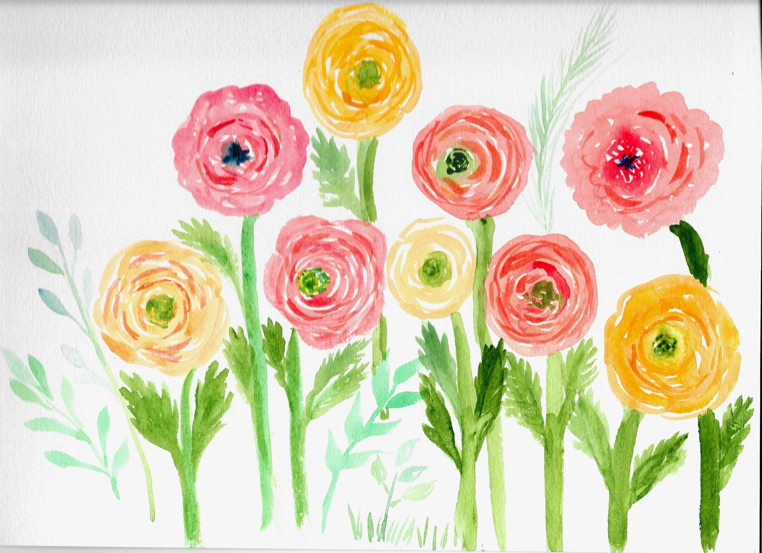 Ranunculus - Three Ways - image 1 - student project