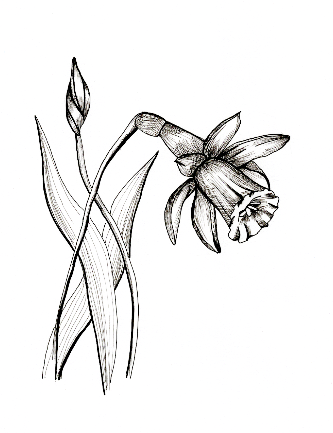 Daffodil 1 - image 1 - student project
